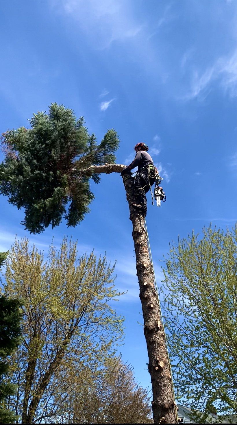 tree service