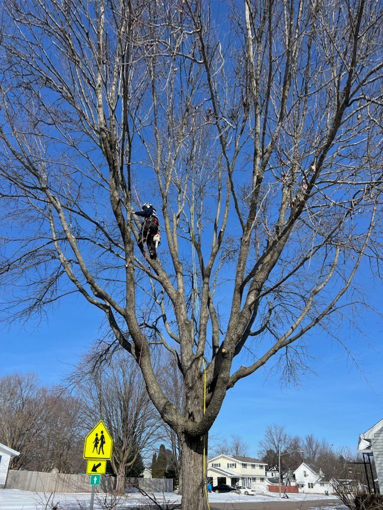 A man is climbing a tree with a chainsaw.