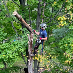 A man is cutting down a tree with a chainsaw.