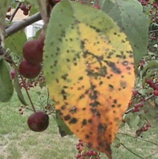 Spraying insecticide