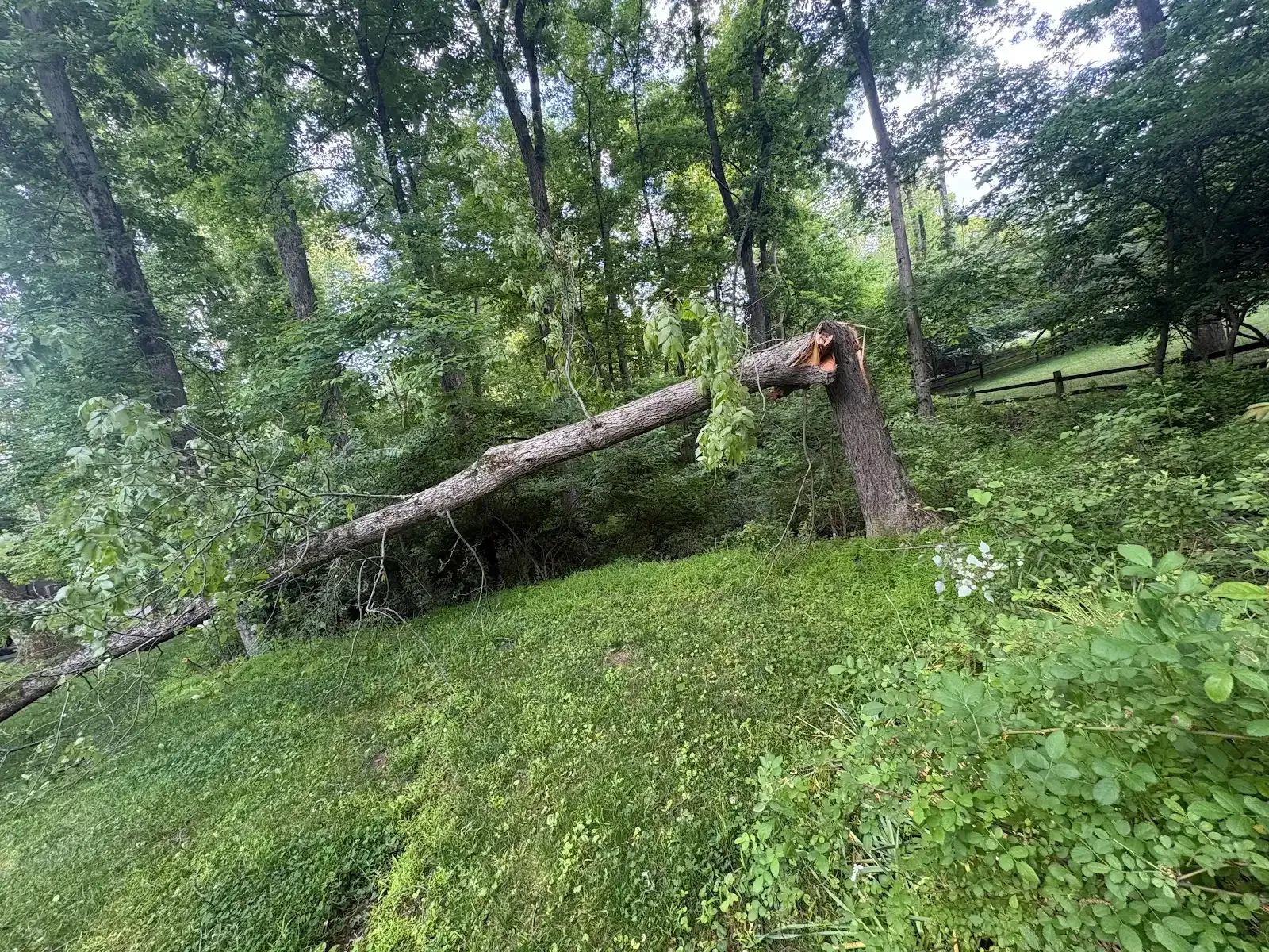 A downed tree leaning across forest.