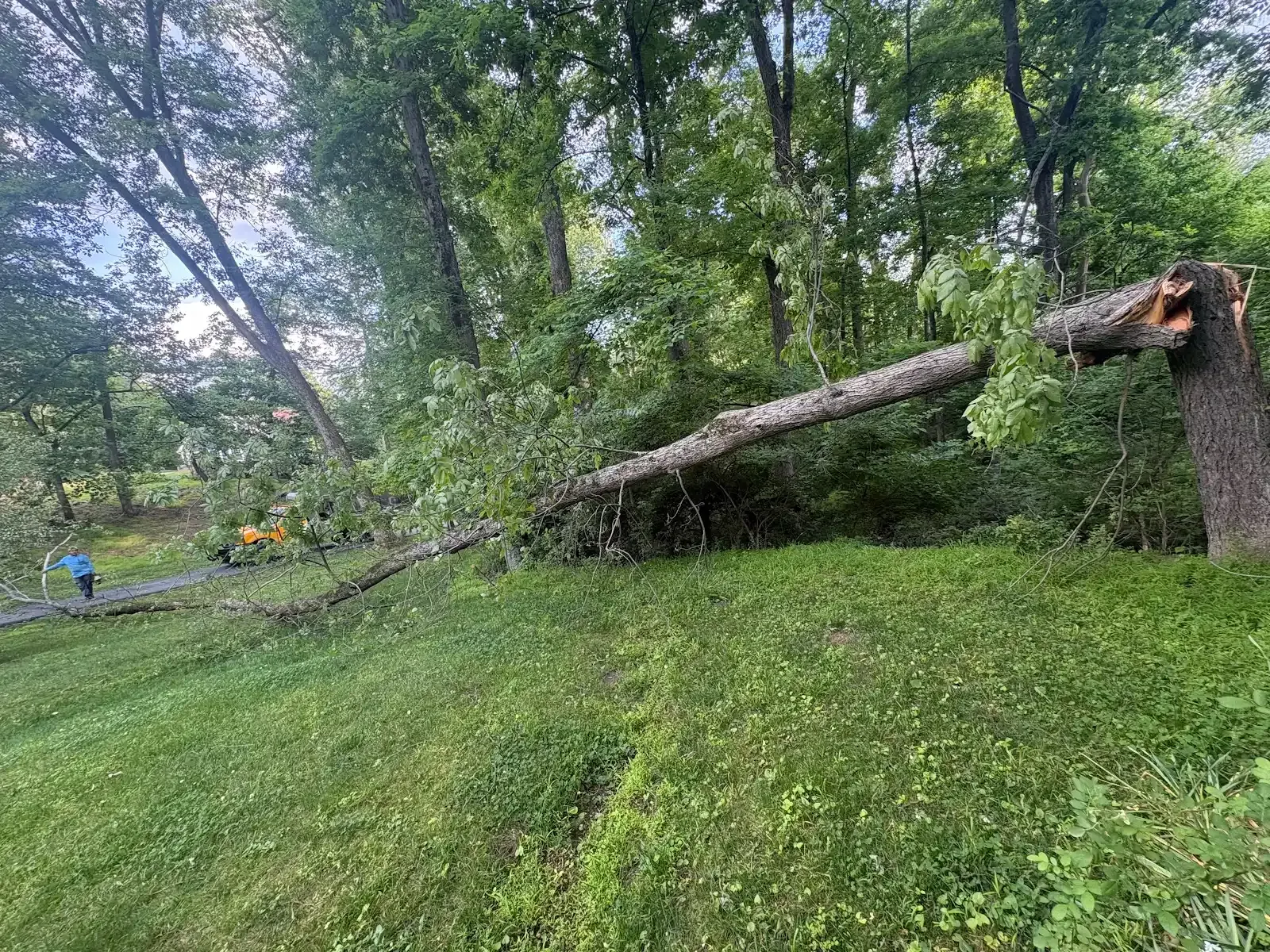Downed tree leaning across a grassy park, with broken branches and wooded background.