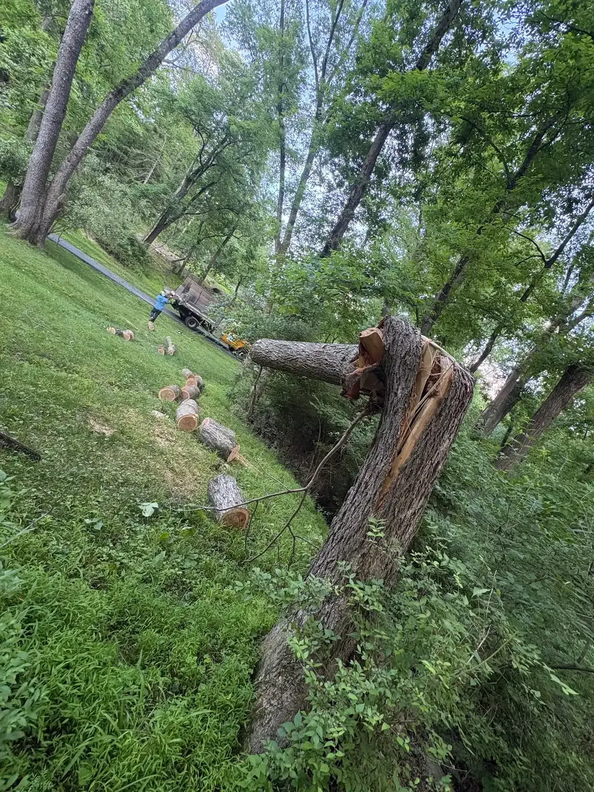 Moss-covered fallen tree in a green forest, with a broken trunk standing beside it