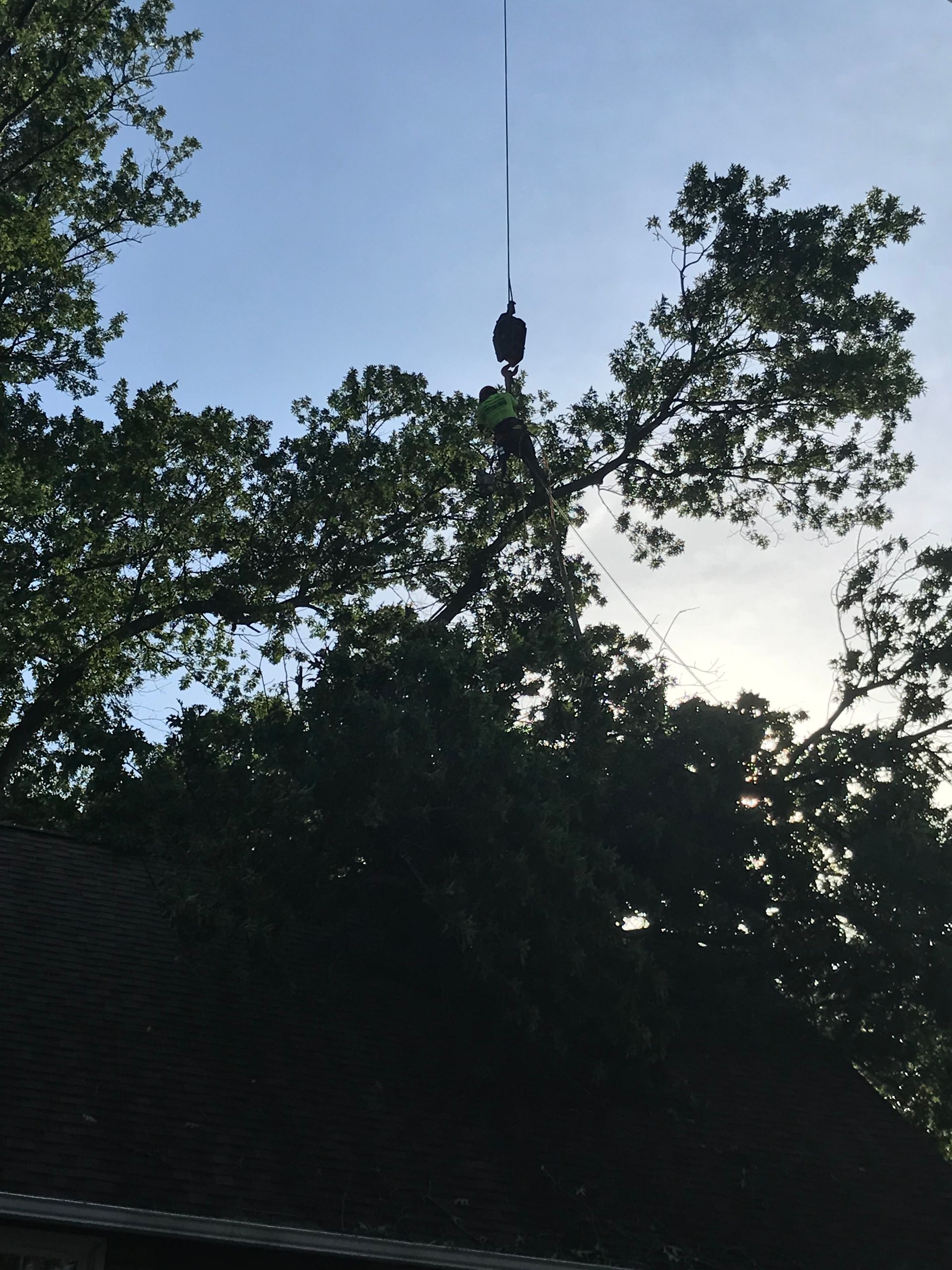 A person in a tree, attached to a crane. The sky is visible through the branches.