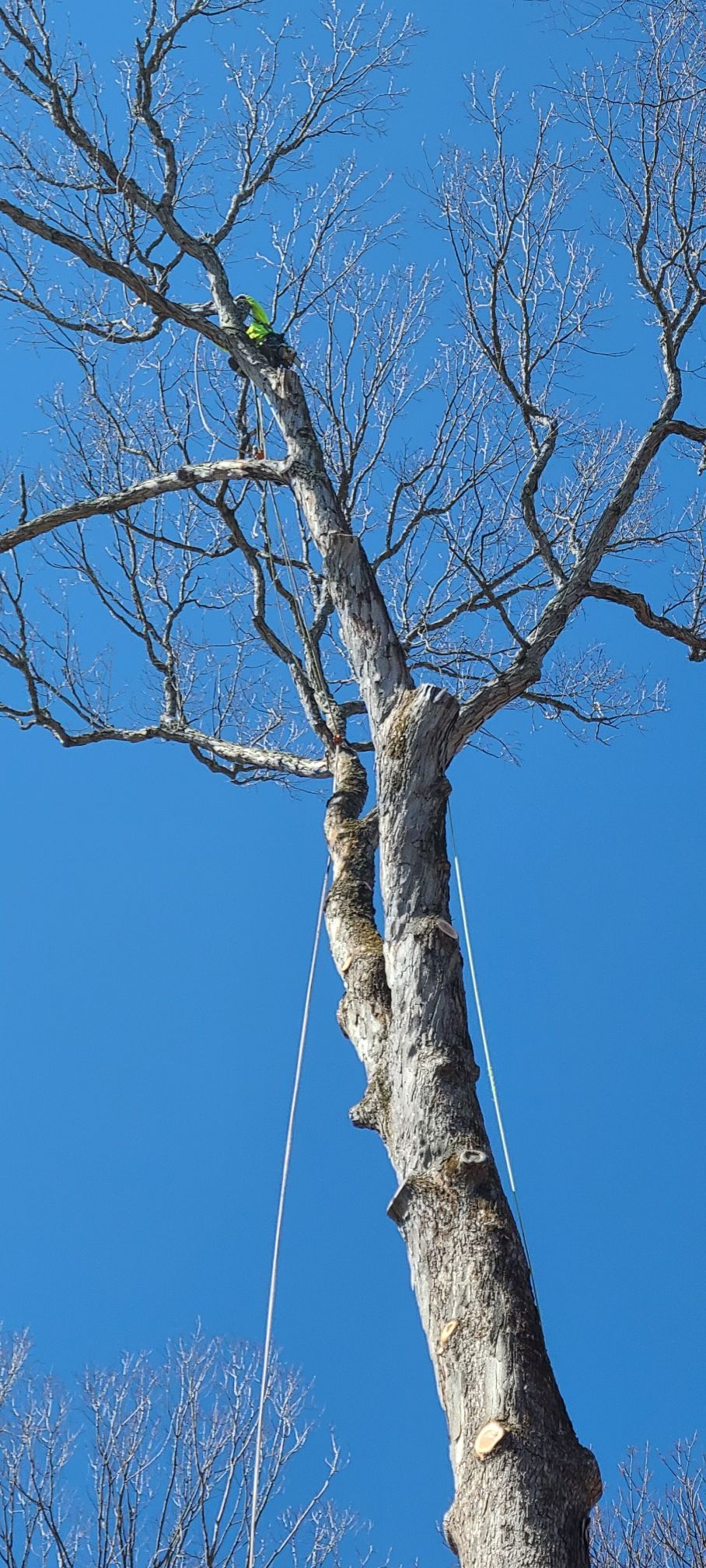 A tall tree with bare branches against a clear blue sky. A white rope hangs down the trunk.
