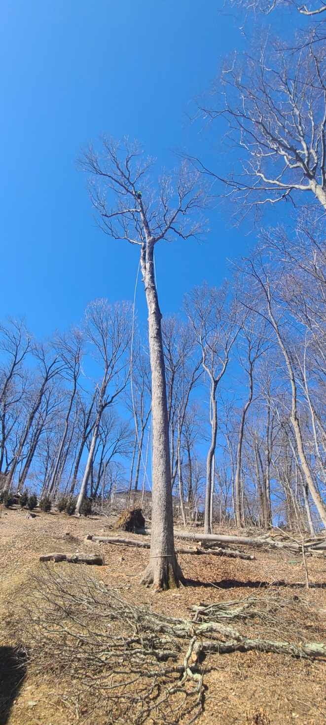 Tall, bare trees against a clear blue sky, on a hillside with exposed roots.