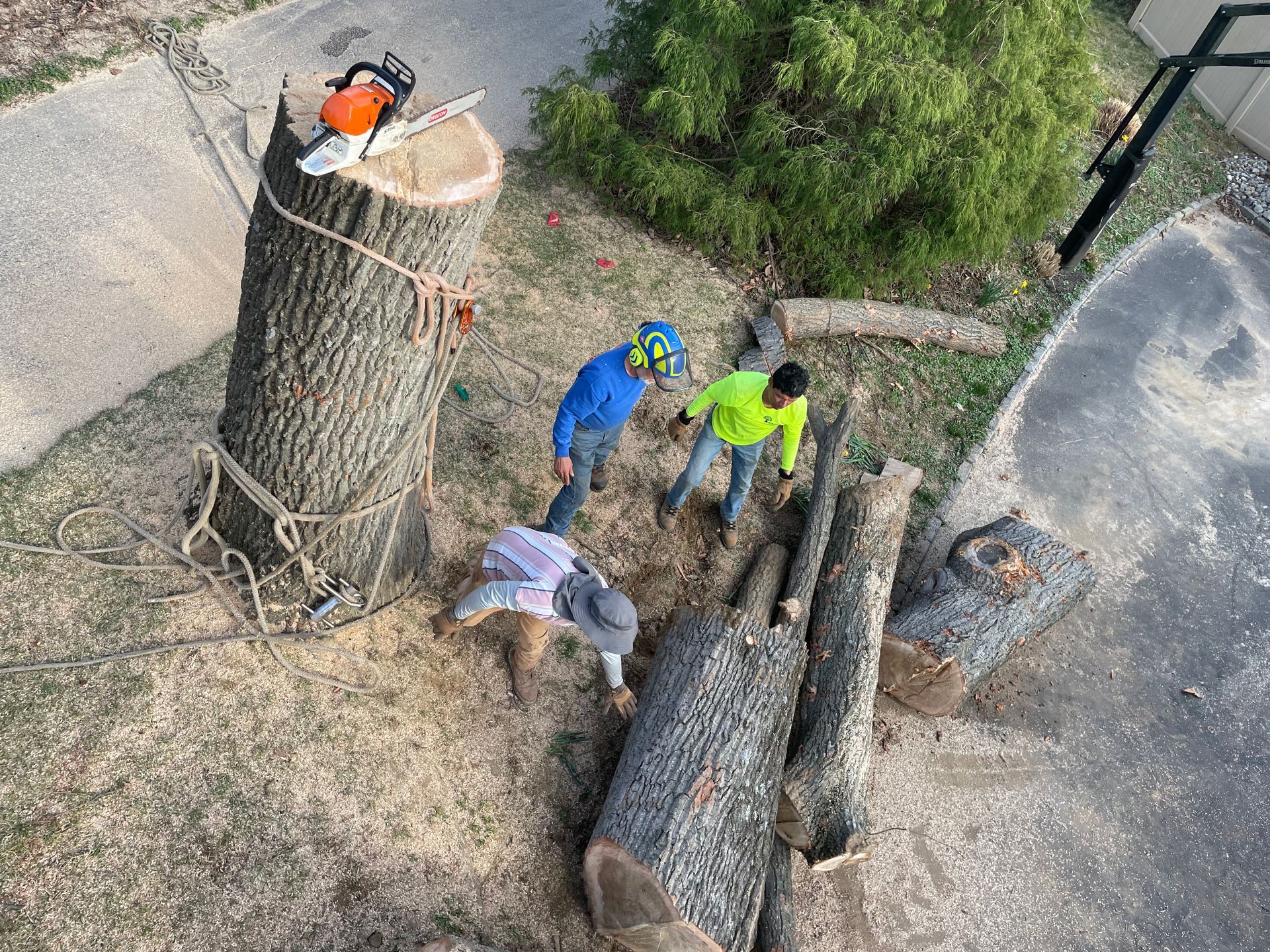 Tree service workers cutting down a tree in a residential area. Chainsaw on top, logs on the ground, two workers with helmets.