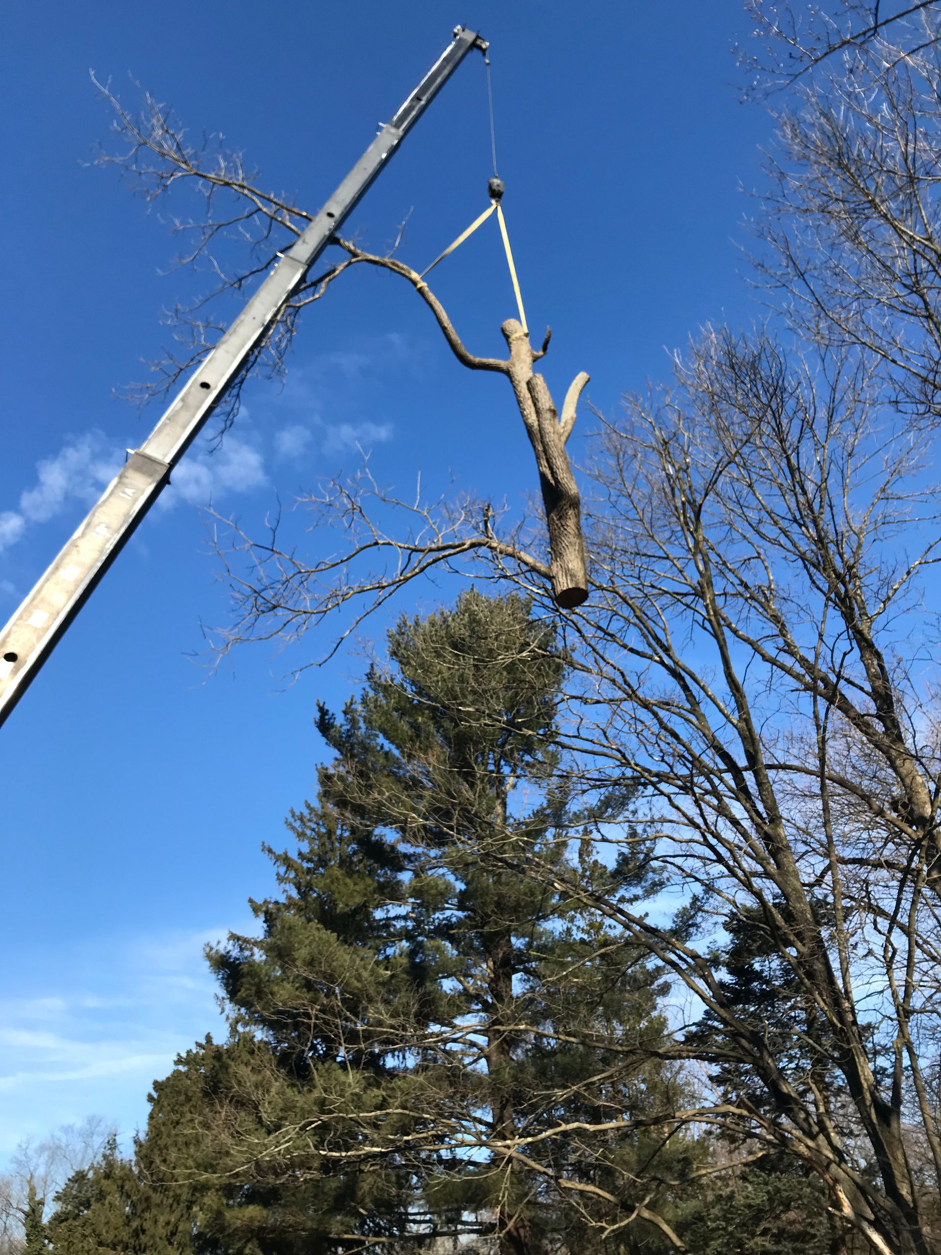 A crane removing a tree trunk and branches on a sunny day. Other trees and blue sky are in the background.