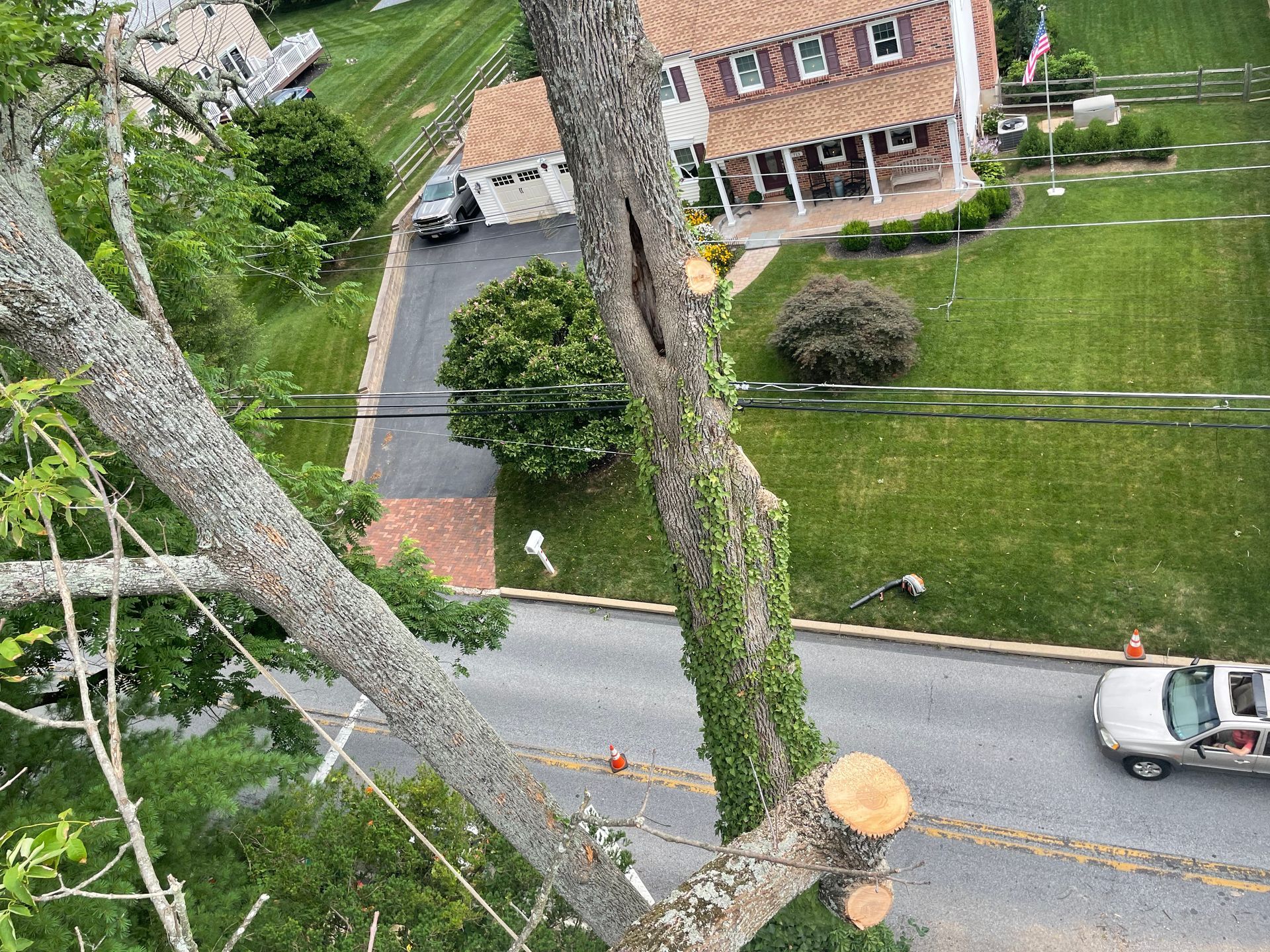 Tree branch being cut near a street and houses. Vehicle and power lines are visible.
