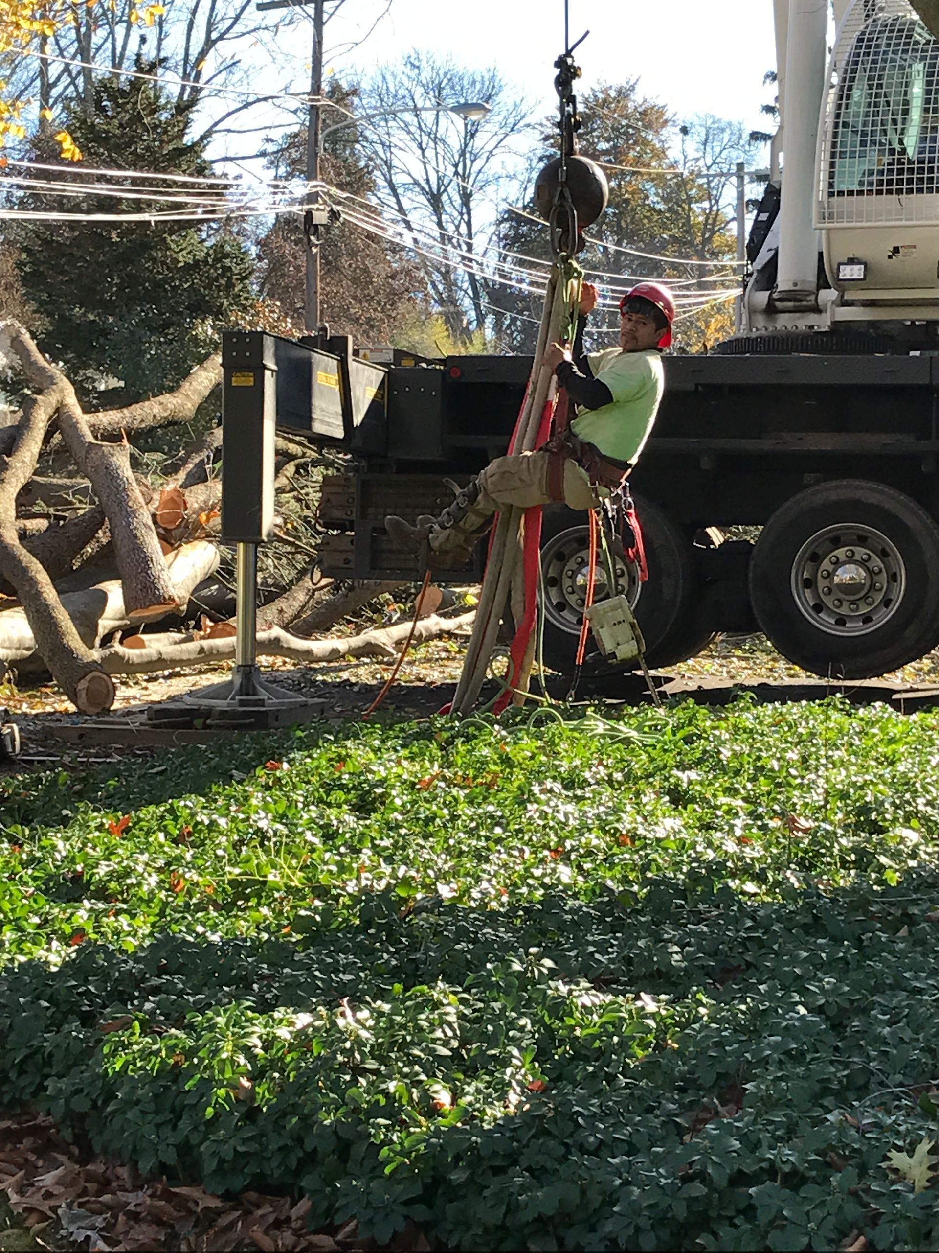Tree worker in green shirt, wearing safety gear, attached to a crane, near a truck, cutting a tree.