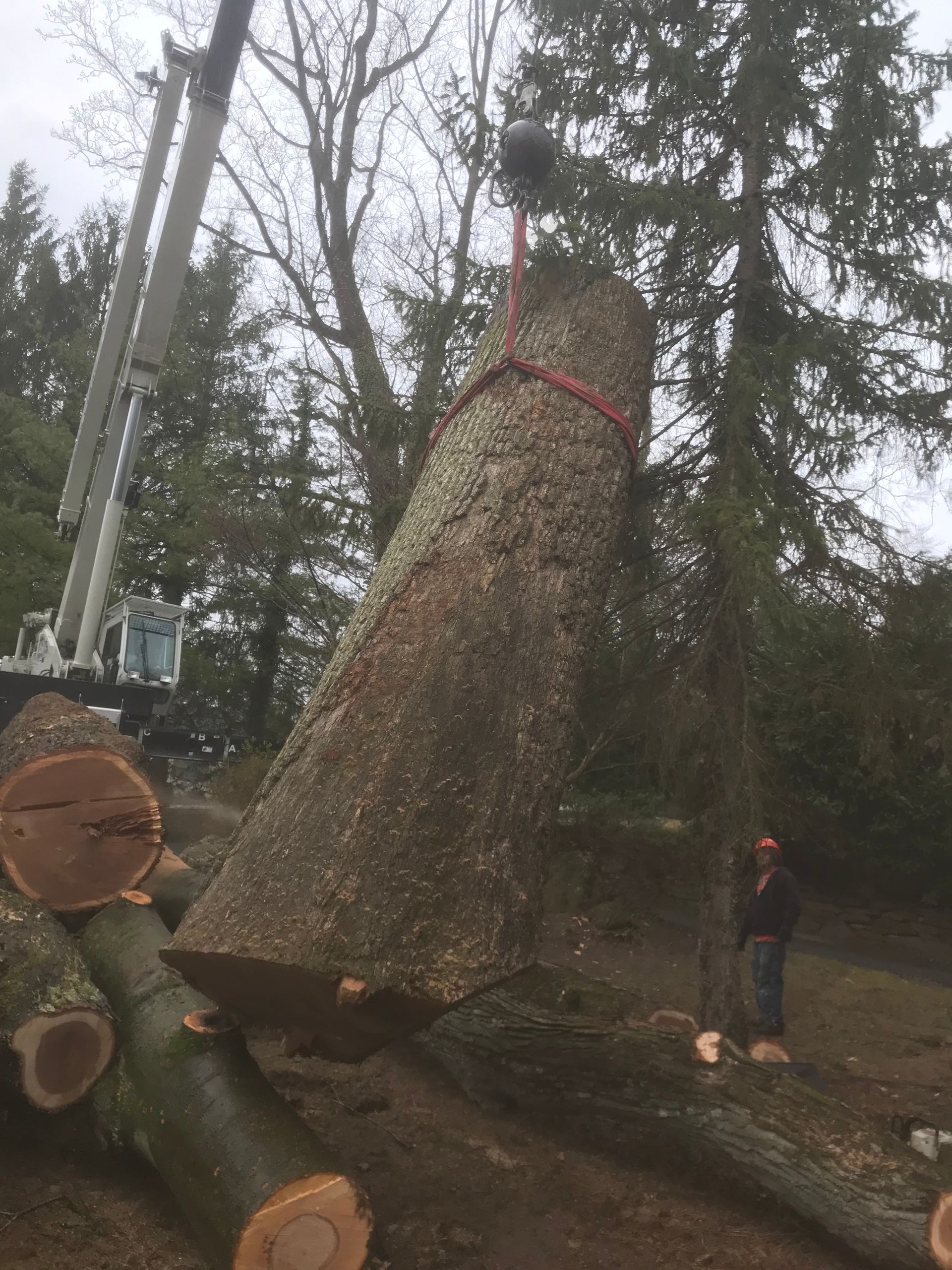 Crane lifting a large tree trunk.  A worker stands nearby. Logs are on the ground; trees in the background.