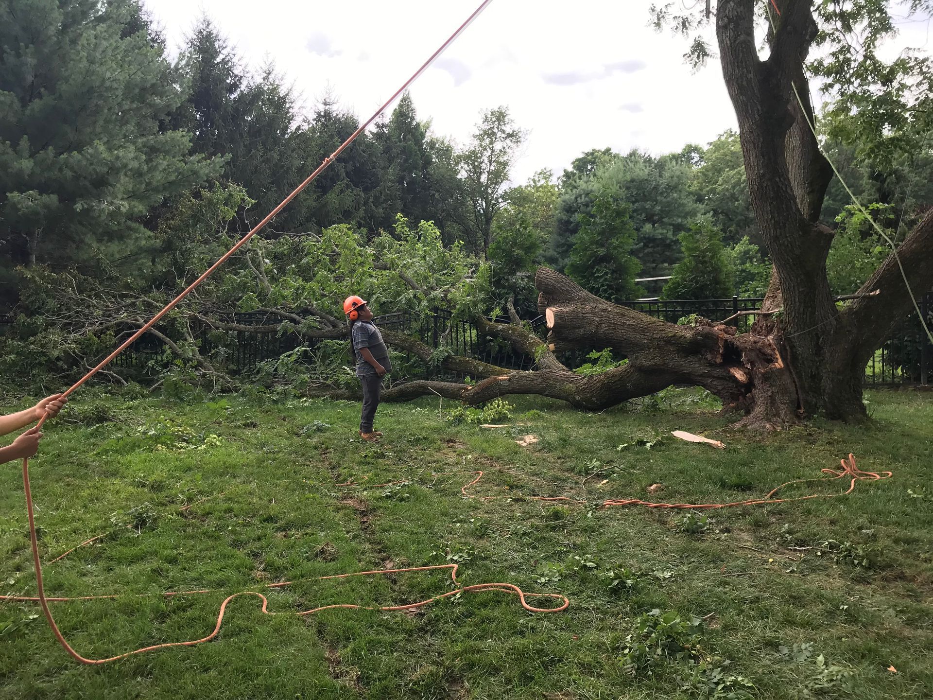 Person in hard hat cuts fallen tree branch with rope attached in a grassy yard.