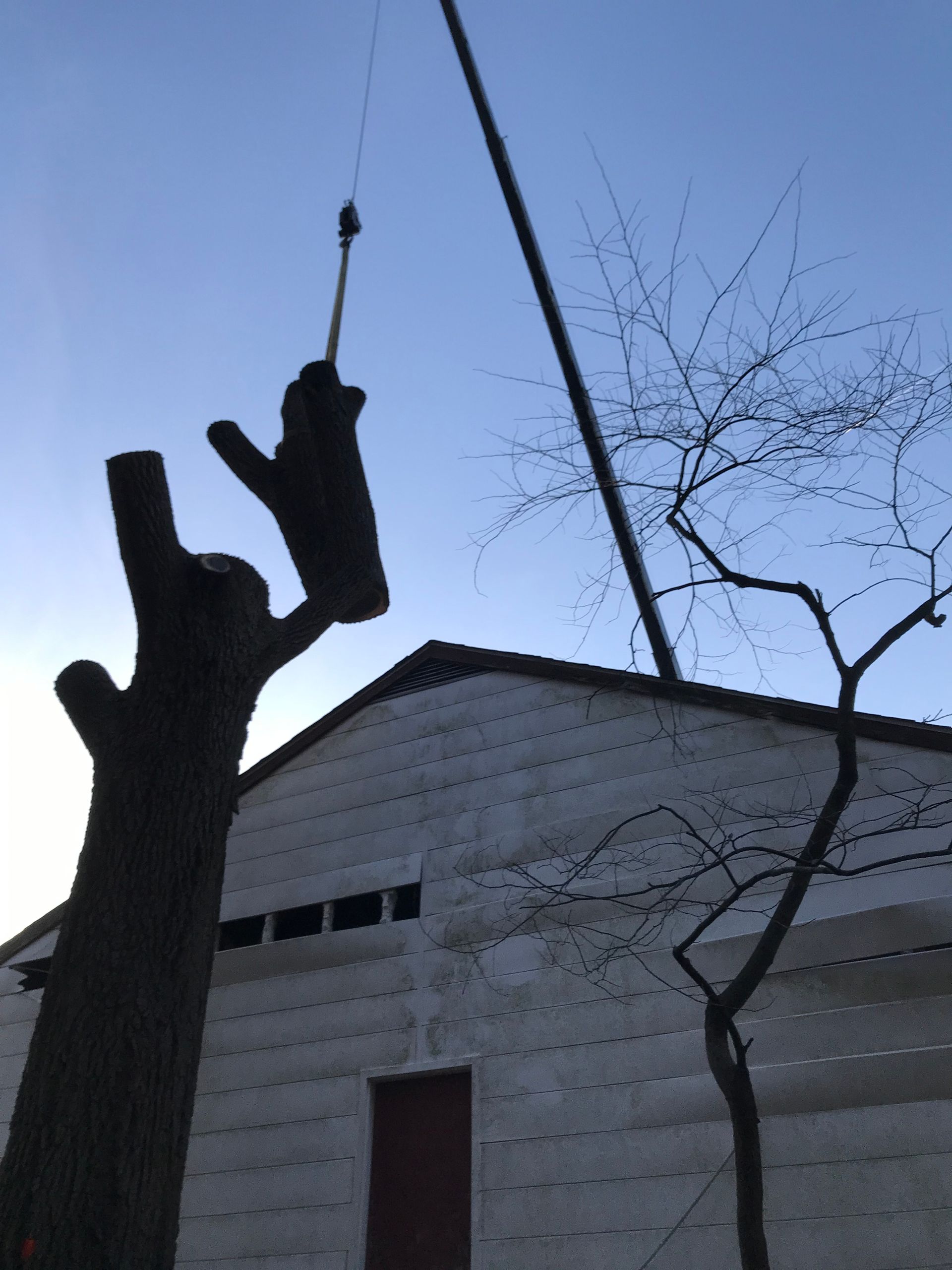 Tree trunk with cut branches against a white building and blue sky; a long pole extends upwards.