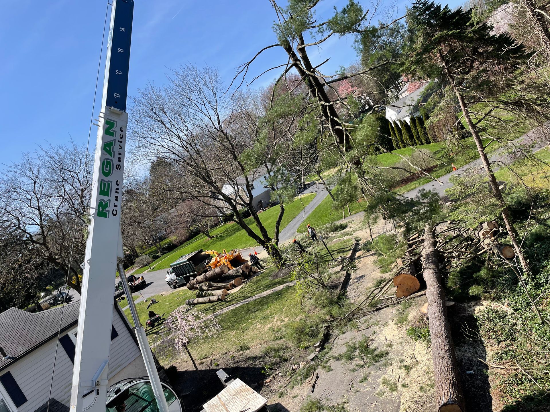 Crane trimming a tall tree; cut logs and debris on ground, blue sky, houses in background.