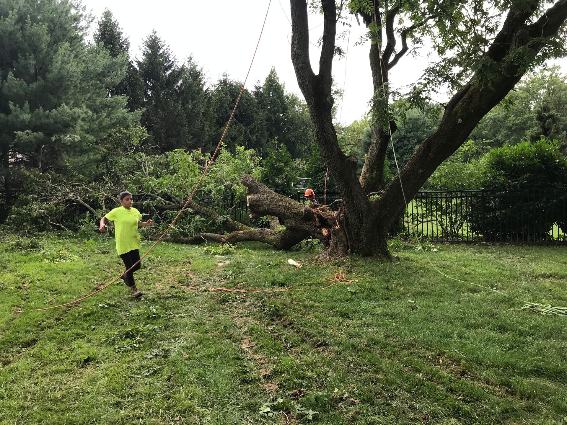 Child runs past felled tree trunk on grassy lawn, debris behind. Overcast day.
