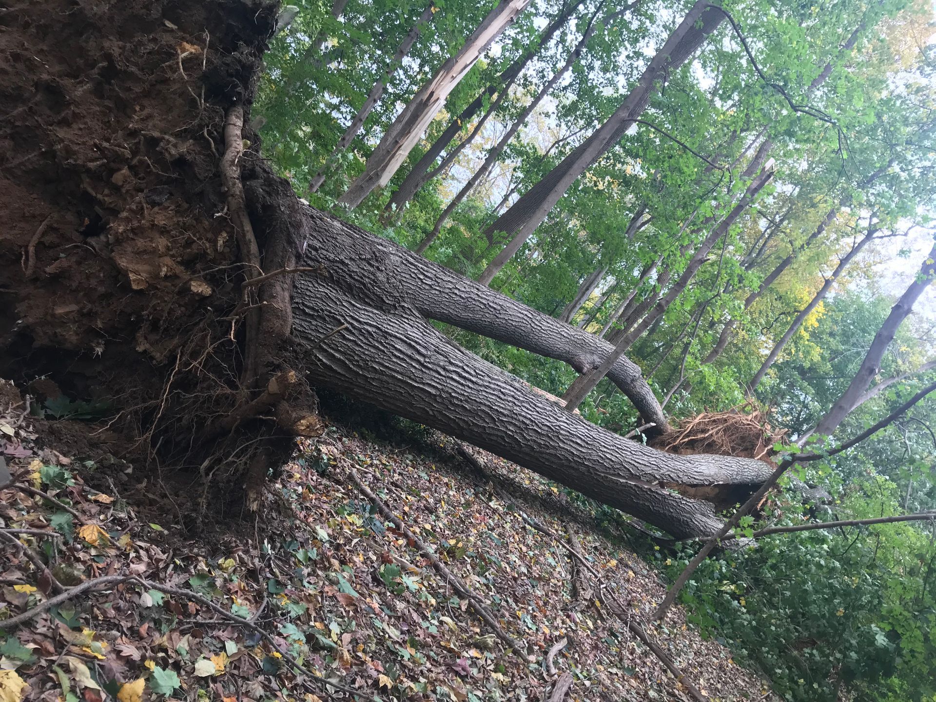 Fallen tree on a hillside, roots exposed. Brown trunk and branches, green leaves, forest setting.