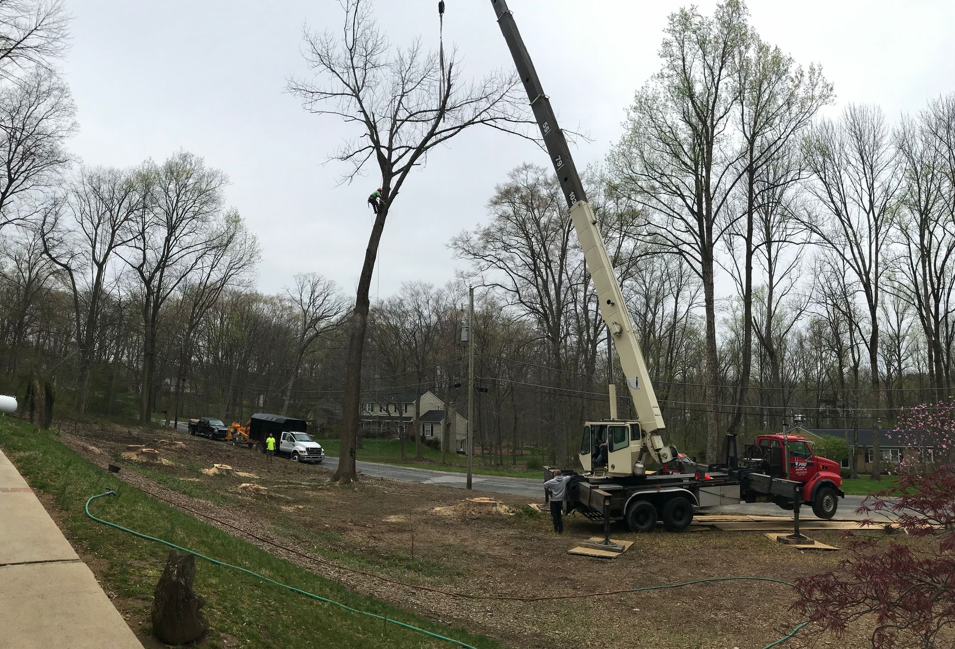 Crane removing a tree on a hillside, with trucks and other trees in the background under an overcast sky.