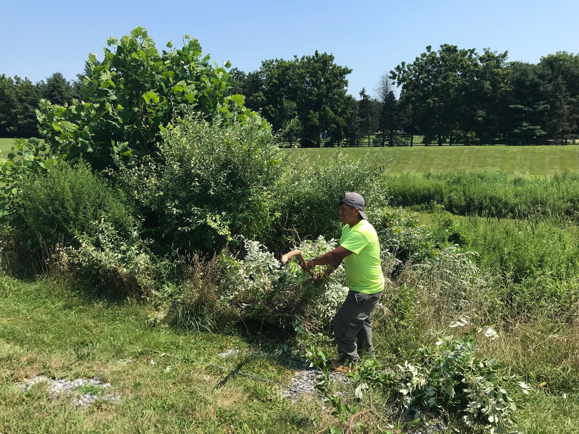 Man in a neon shirt trimming bushes near a grassy field and trees on a sunny day.