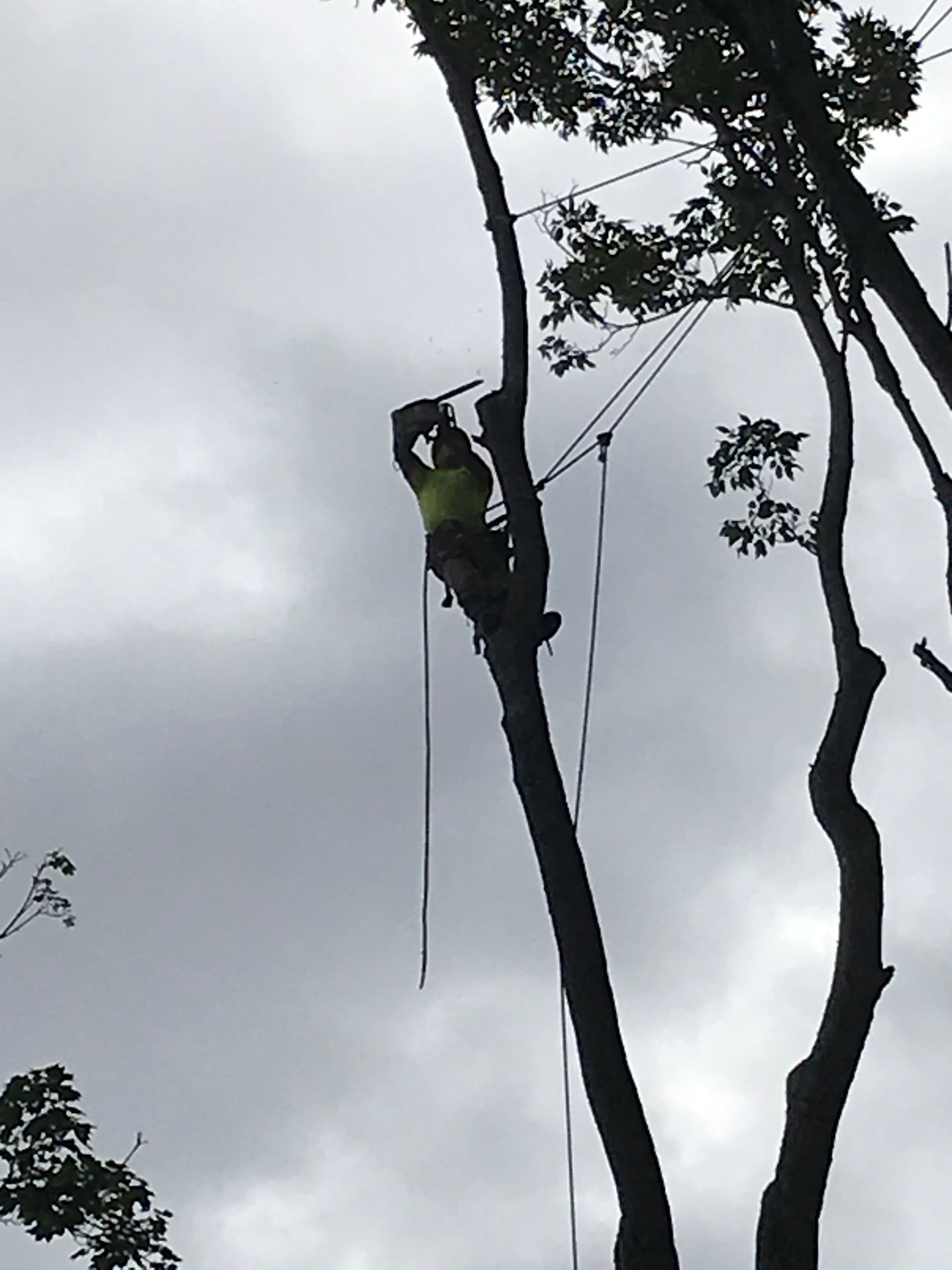 Arborist in tree, cutting branch. Safety harness and ropes visible. Overcast sky.