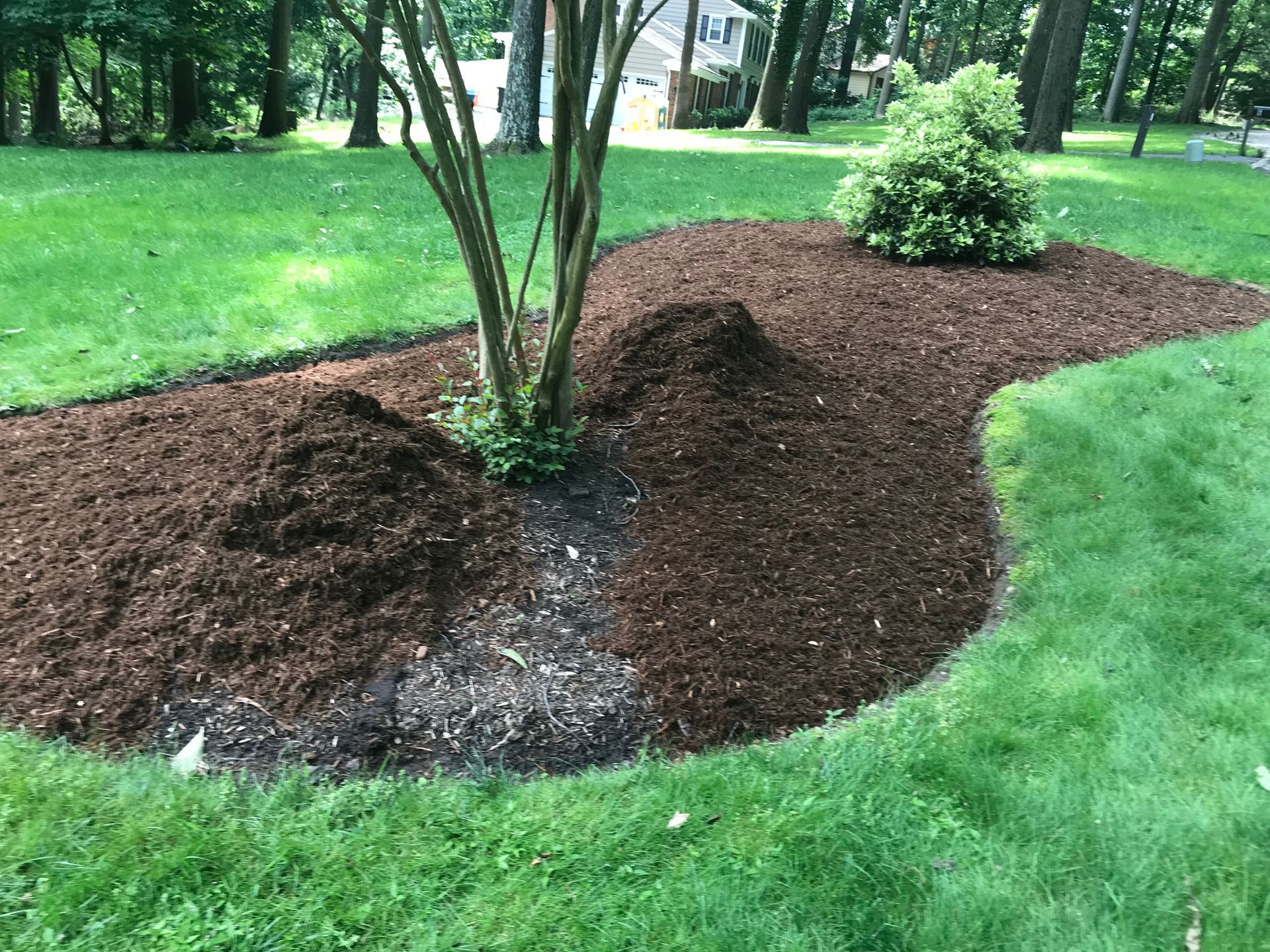 Mulched garden bed around a tree and shrub, on green grass.