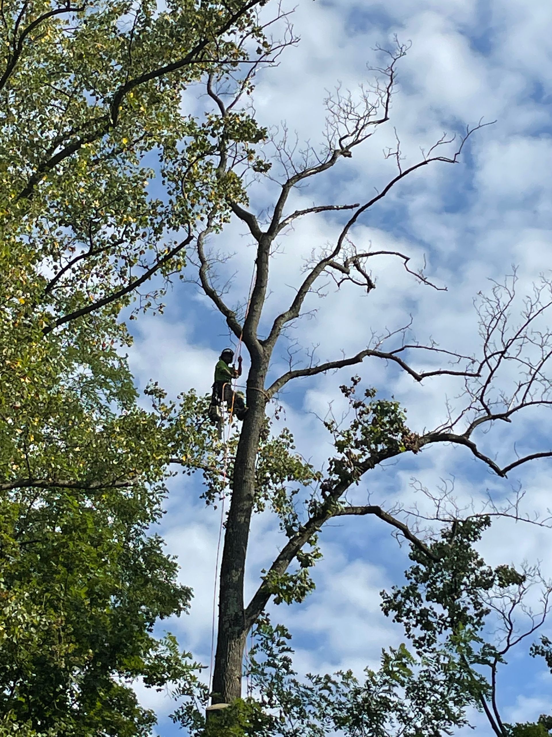 Person in tree, high up, removing branches.  Sky with clouds, surrounding green trees.