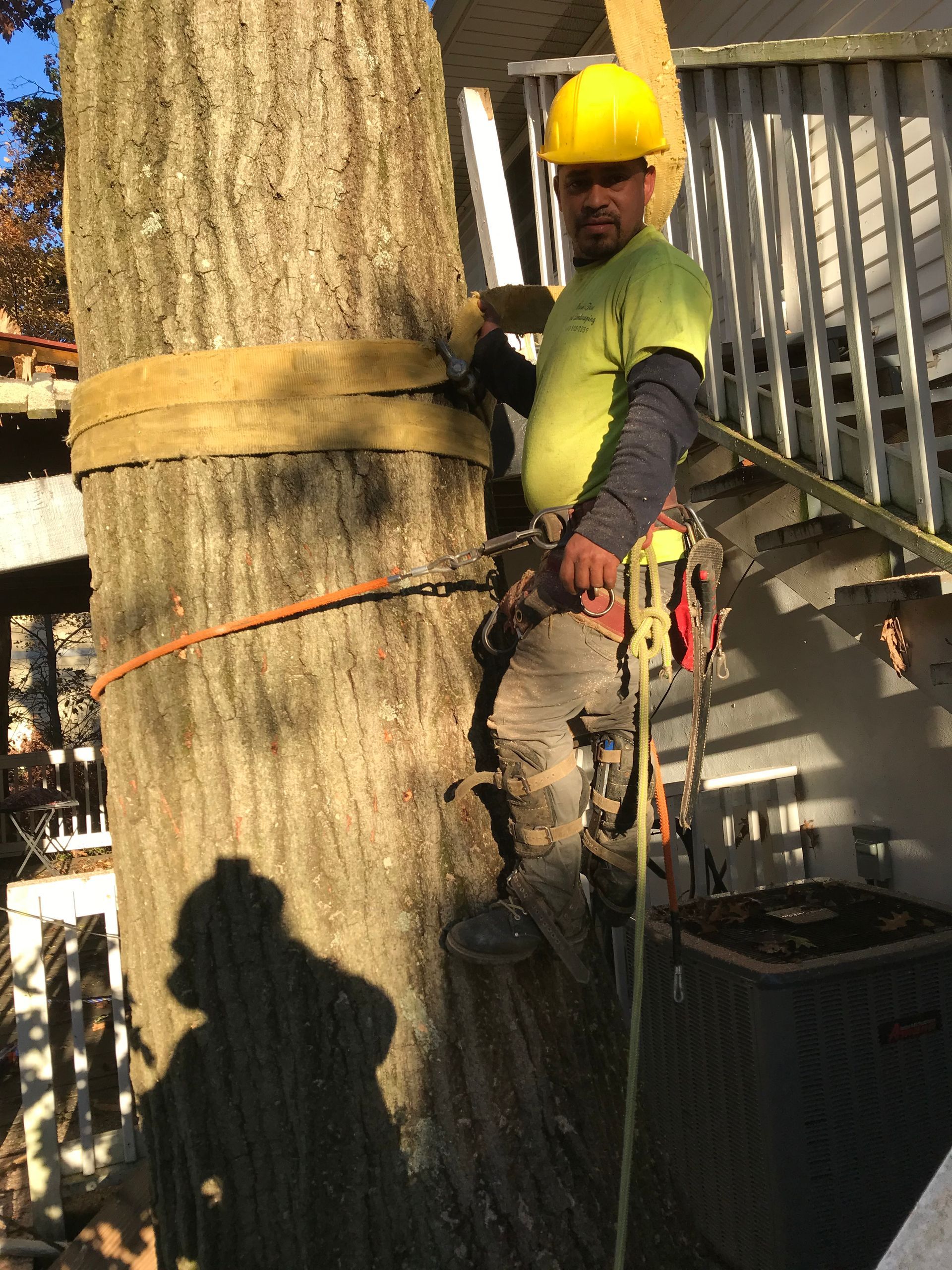 Arborist in a yellow hard hat secured to a large tree with safety equipment near a deck.
