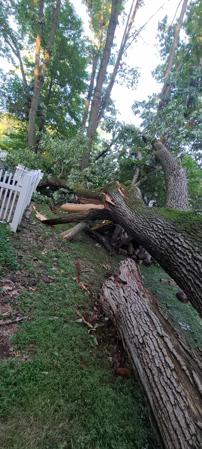 Fallen tree blocking a white picket fence and a grassy yard.