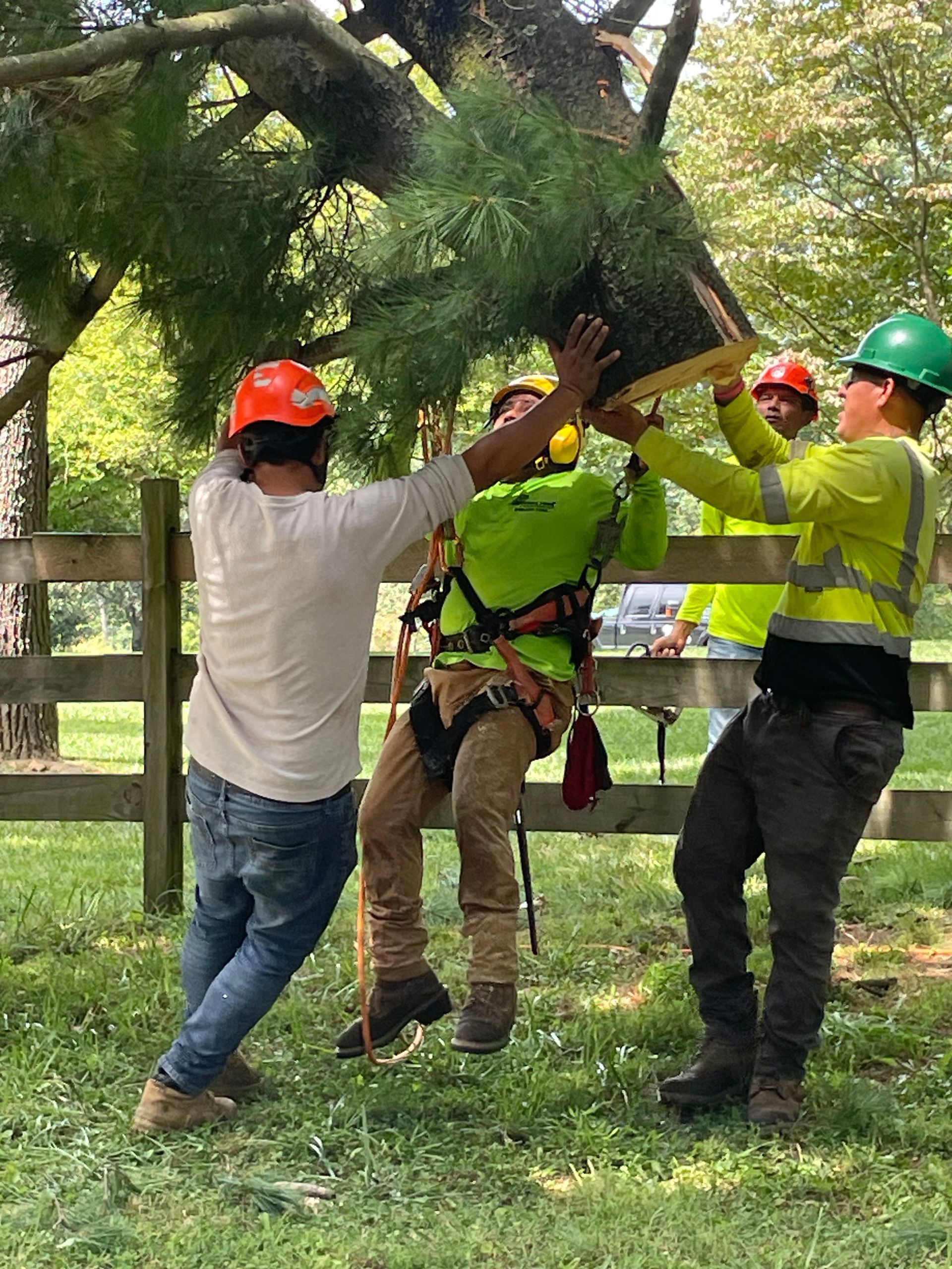Three tree workers stabilizing a tree limb with a harness, carrying it near a fence in a grassy area.