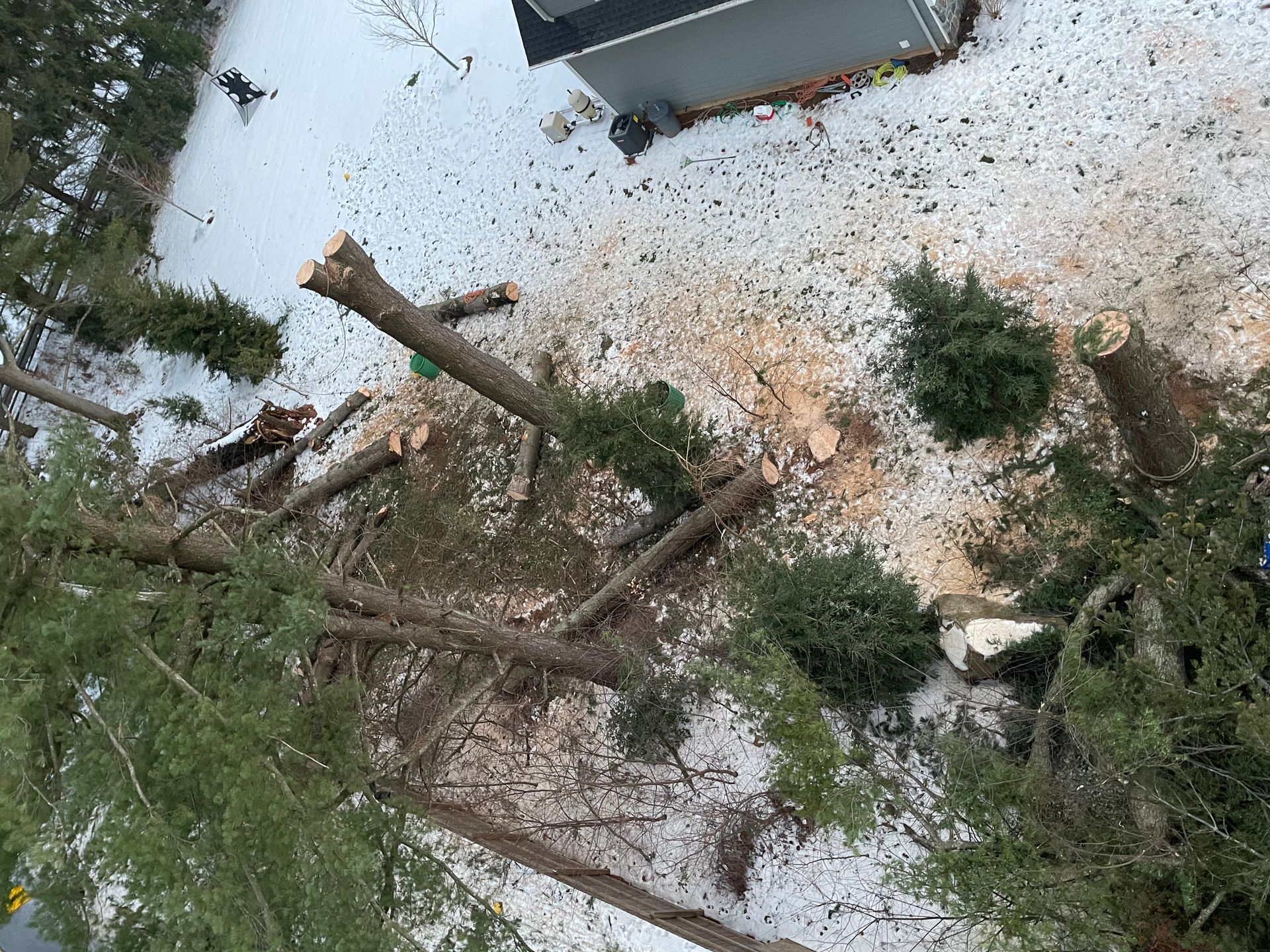Overhead view of a snowy yard with cut tree limbs. Snow covers the ground near a house and green bushes.
