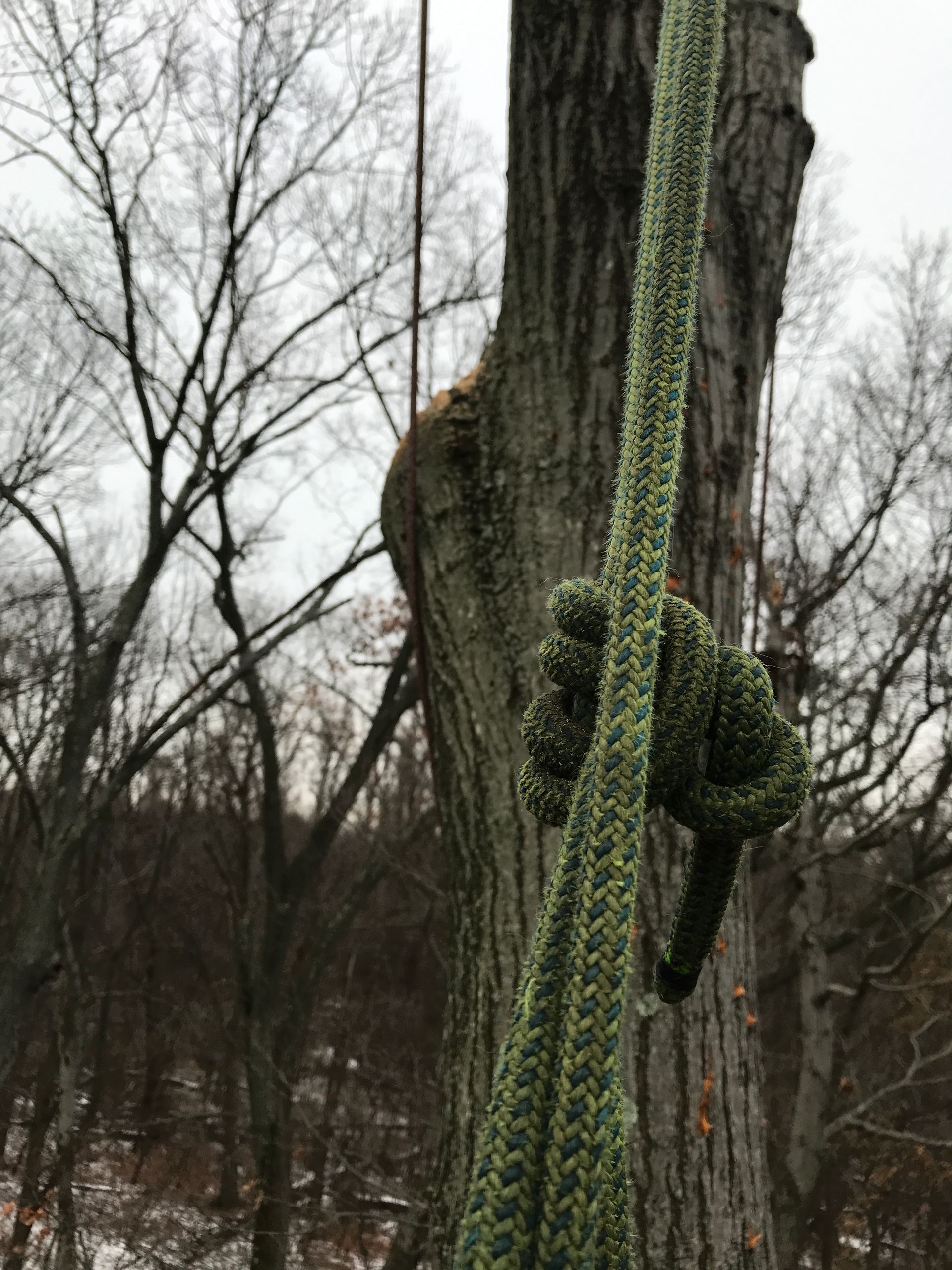 Green climbing rope knotted around a tree trunk, with bare branches in the background.