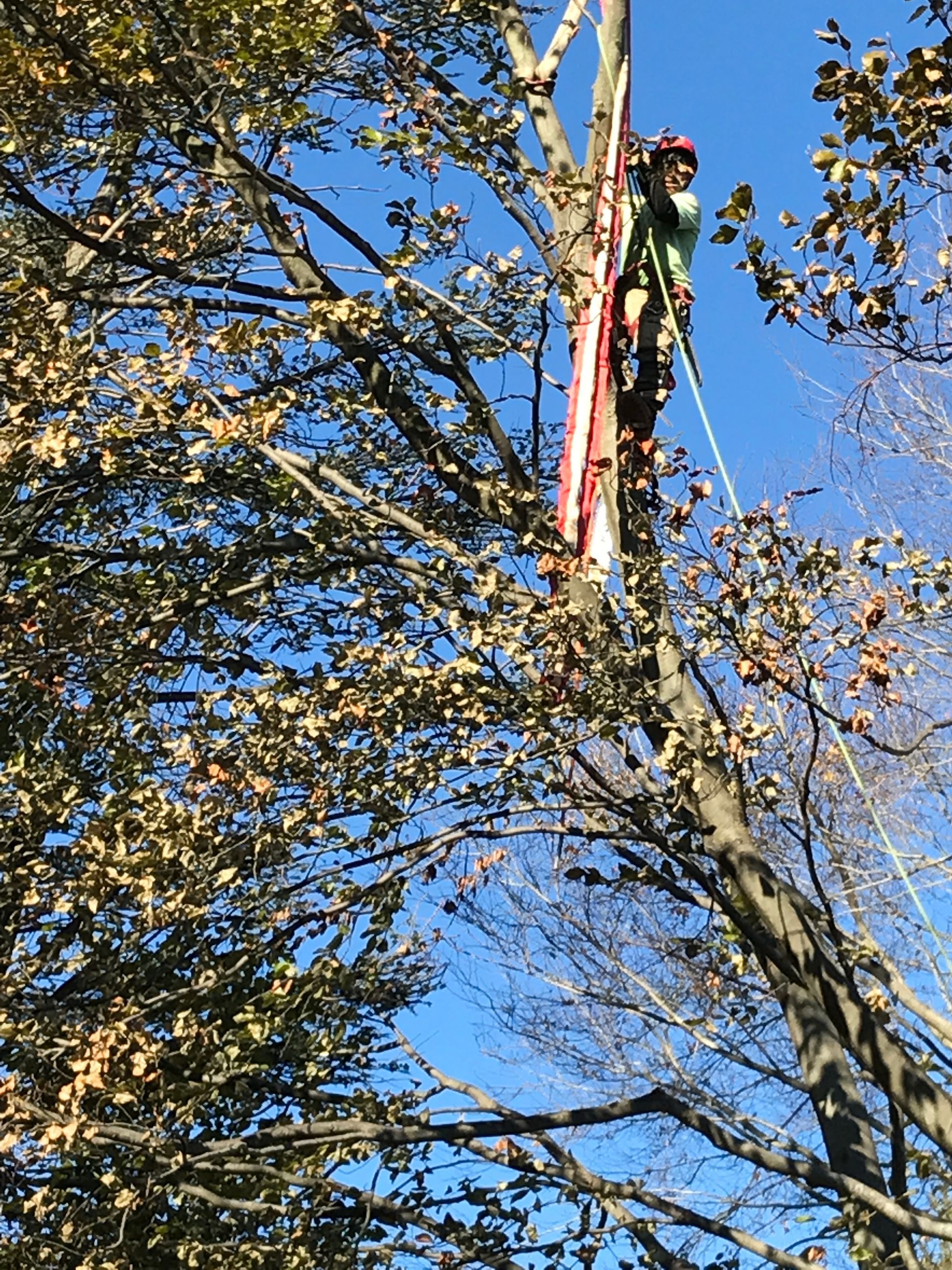 Arborist in a tree, using ropes and equipment, against a bright blue sky.
