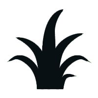 A black silhouette of a small grass clump or bush with pointed leaves.