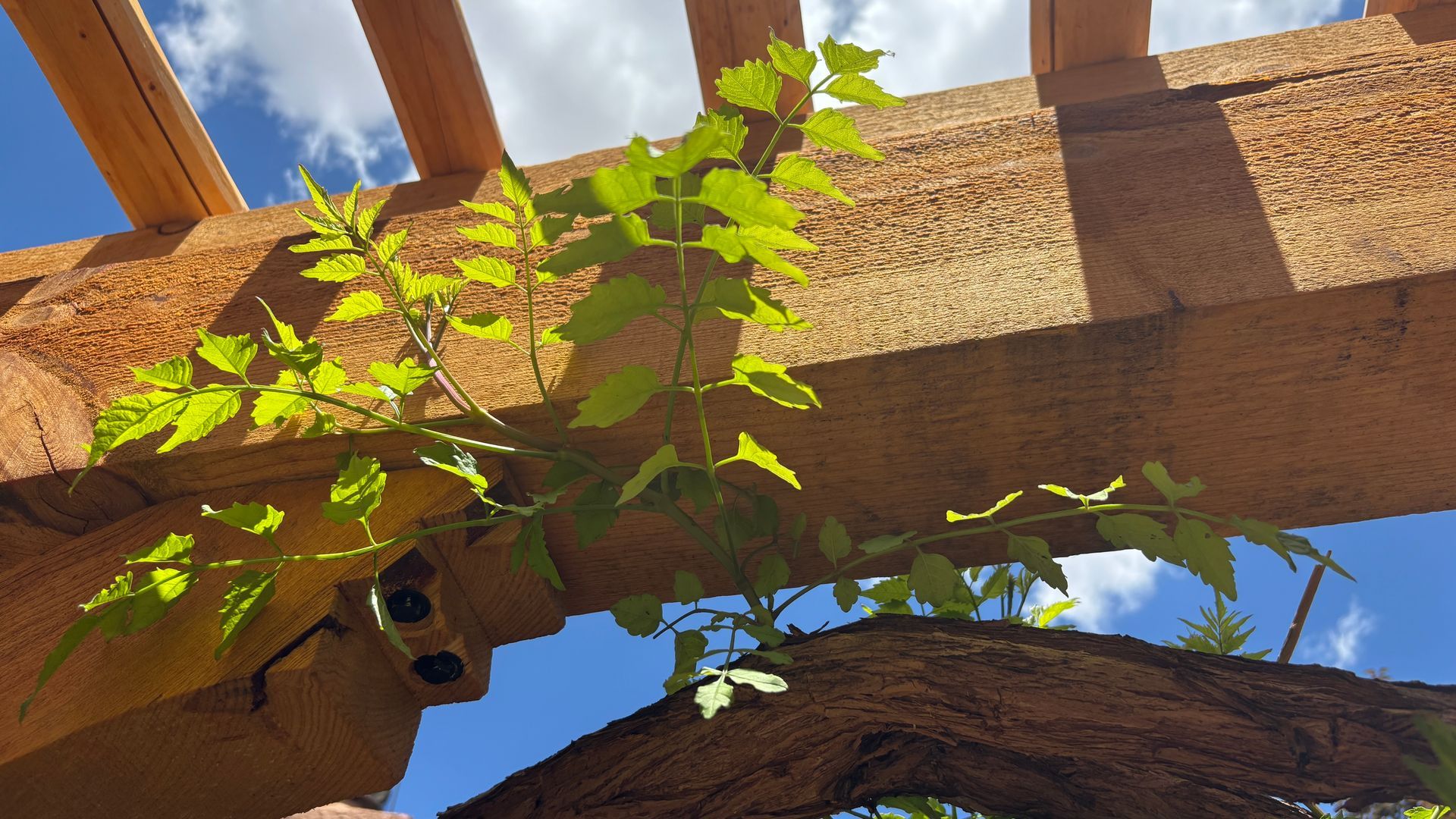 Green vine with light green leaves climbs a brown wooden pergola against a blue sky with clouds.