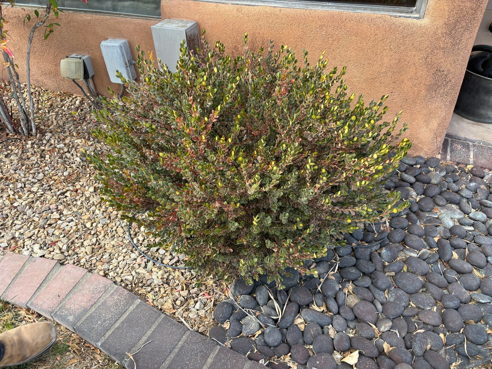 Green and red shrub next to a brick and rock border, beside a wall with an electrical outlet.
