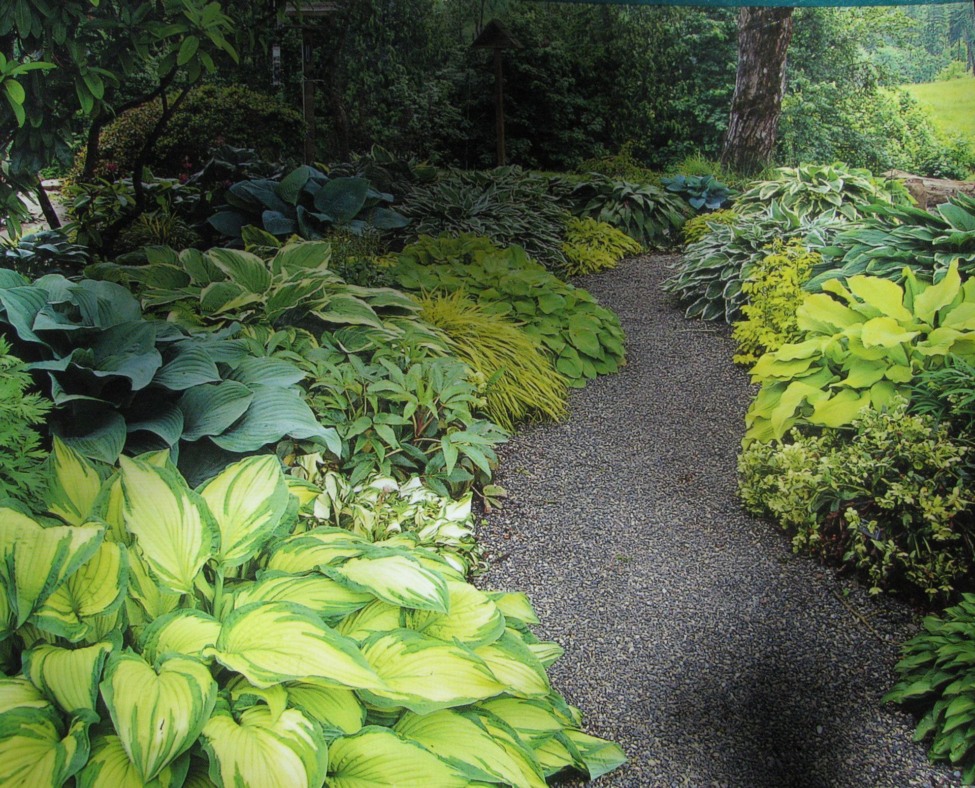 Stone path winds through a lush garden of green and yellow foliage, with a tree in the background.