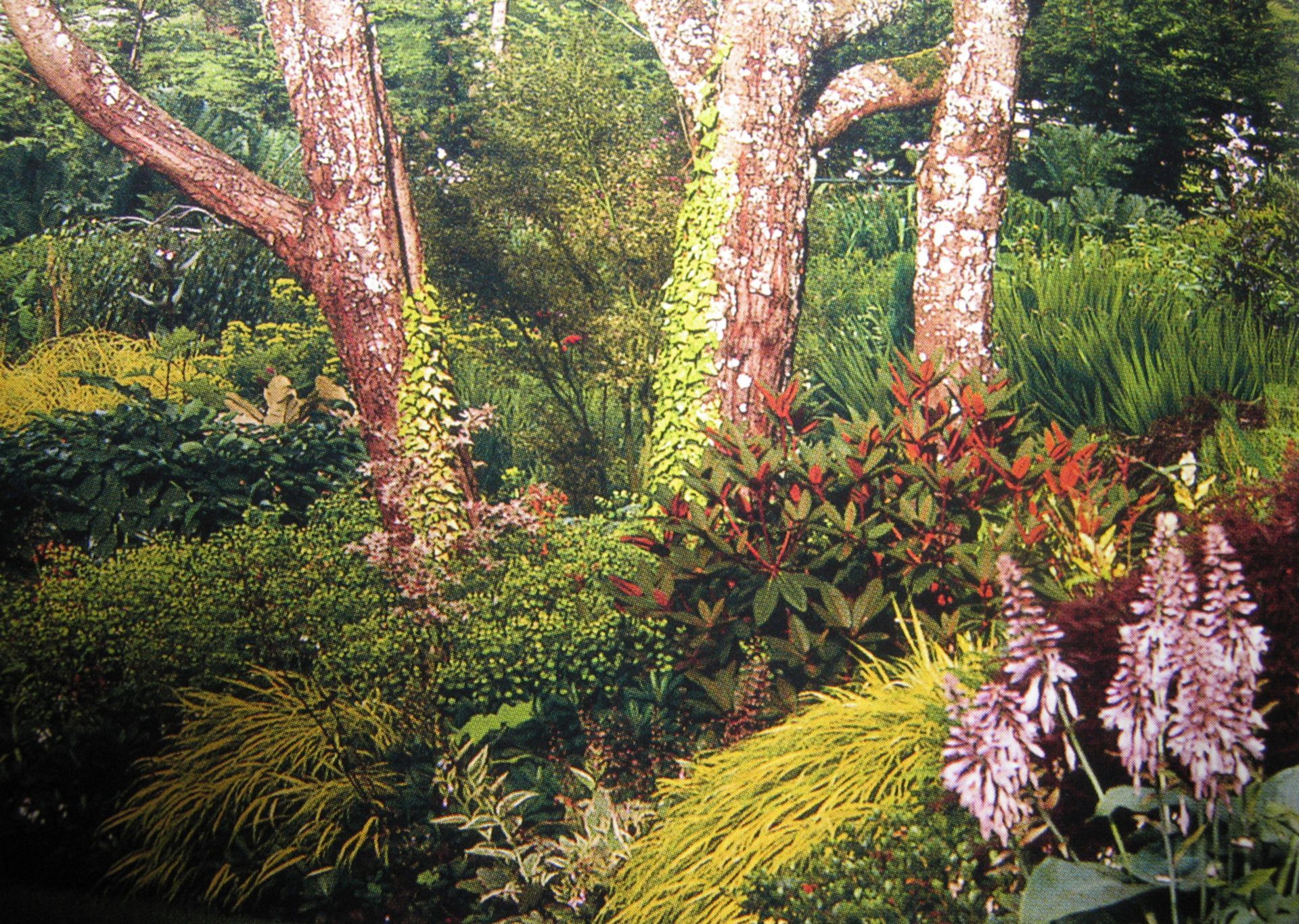 Lush garden with trees, various plants, and pink flowering stalks.