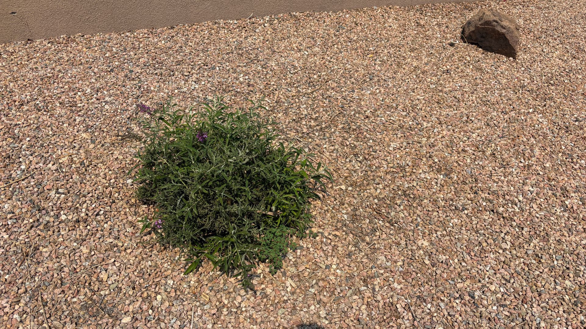 Green plant in gravel bed.