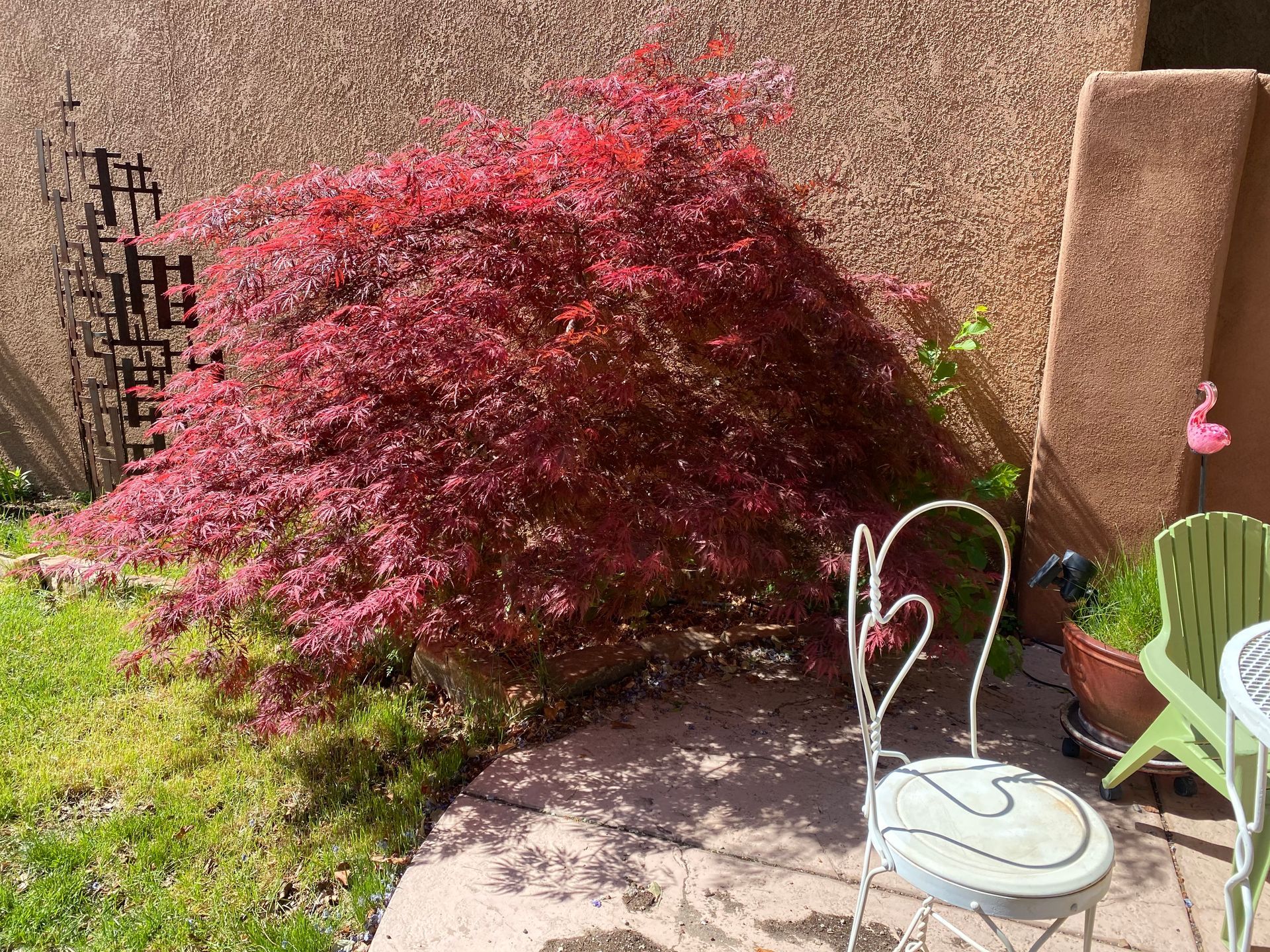 Red-leafed bush against a tan wall with metal art and patio furniture on a sunny day.