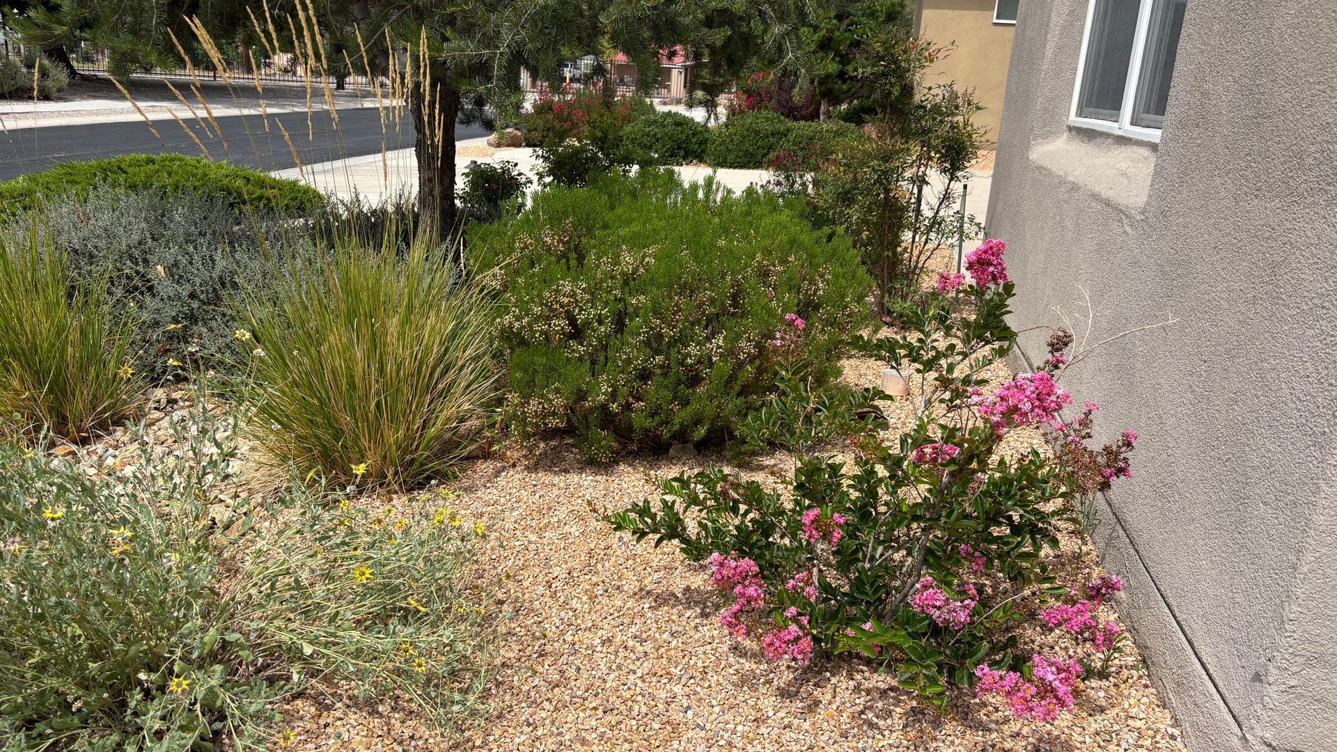A xeriscape garden with tan gravel, various green plants, and a flowering bush with pink blooms next to a building.