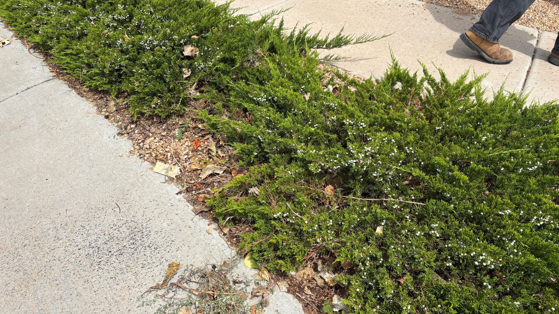 Green shrubbery borders a sidewalk, with a person's legs and feet visible in the corner.