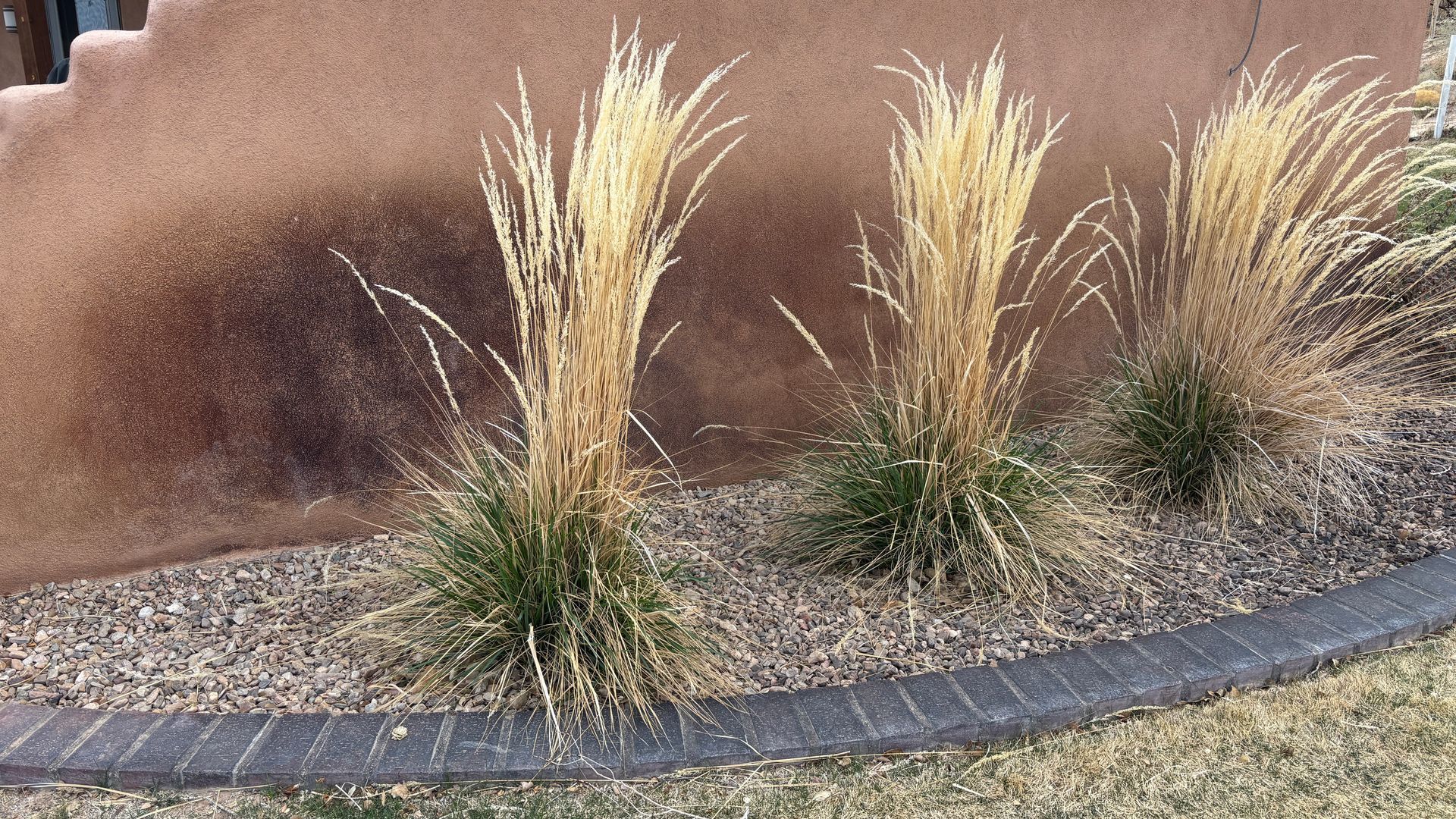Three ornamental grasses with tan plumes stand against a brown stucco wall and a decorative concrete edge.