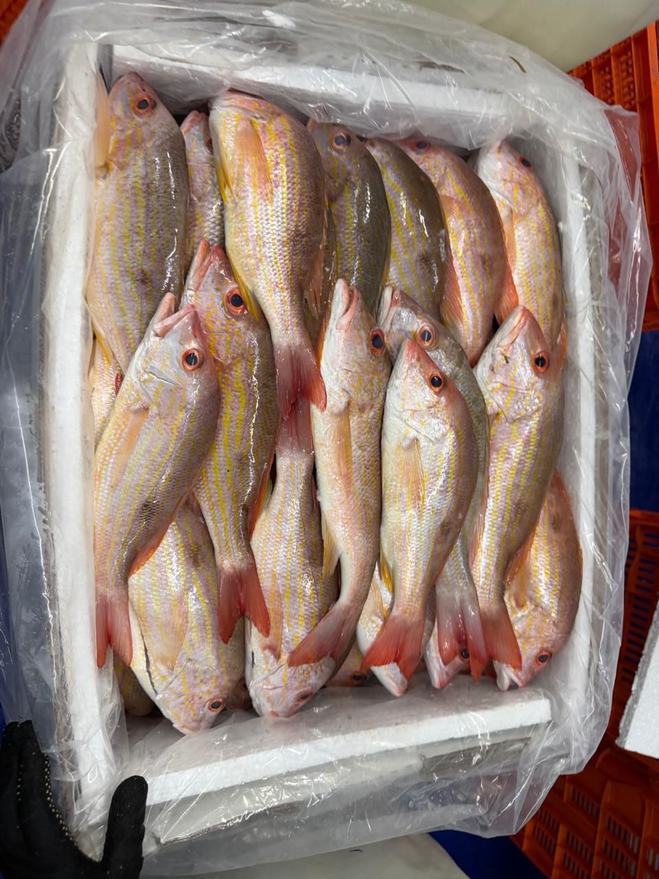 Fresh fish piled on ice in a plastic-lined crate at a market