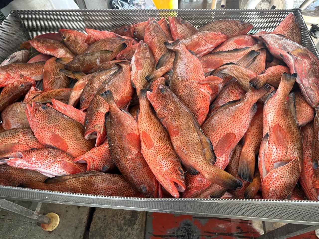 Tray of freshly caught red fish piled together in a metal basket on a boat deck