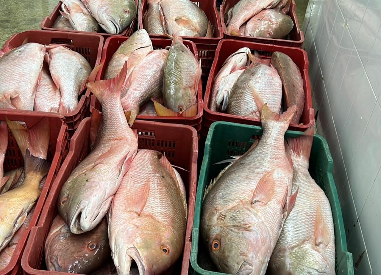 Crates of fresh fish on ice, stacked in a market display