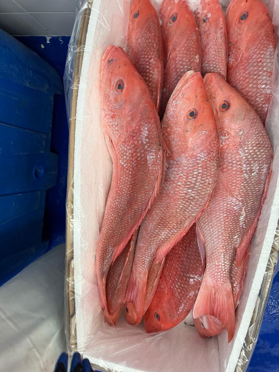 A crate filled with fresh pink-red fish on ice at a market.