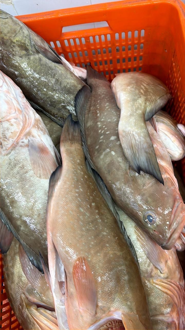 Fresh fish piled in an orange crate at a market, with silver-gray bodies and pink fins