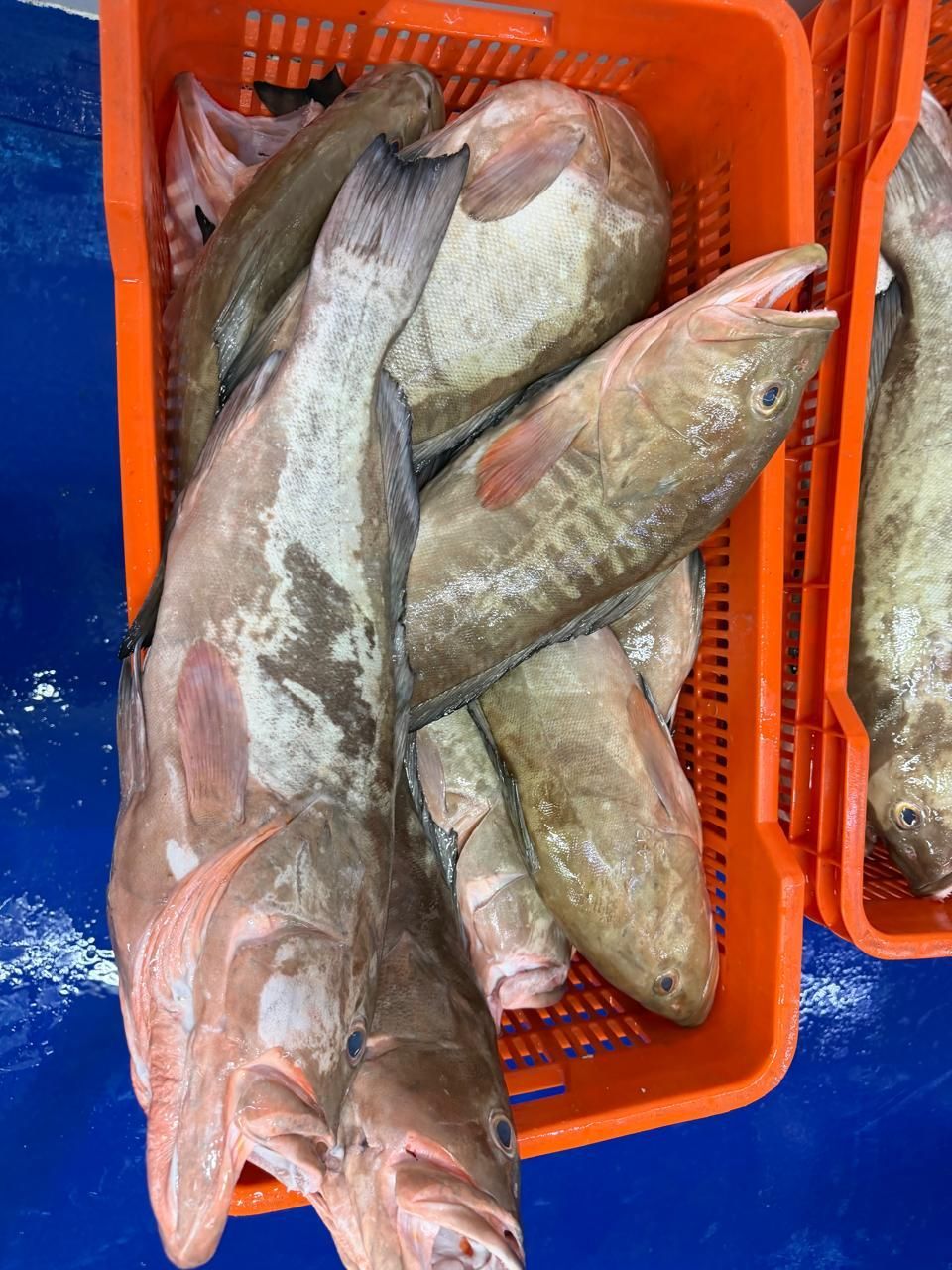 Several large fish in an orange crate on a blue wet surface