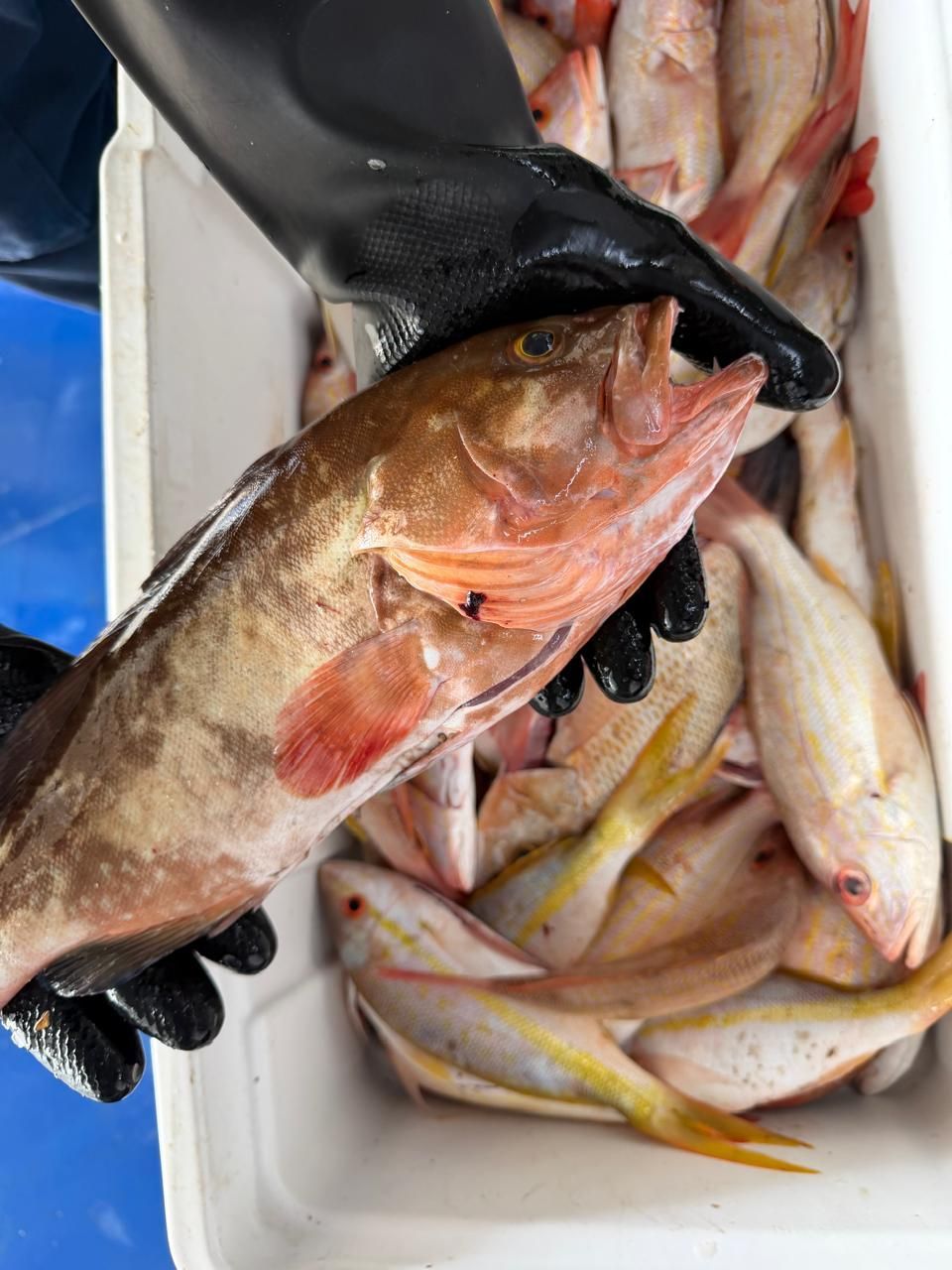 Gloved hands holding a brown fish over a bin of mixed fresh fish at a market