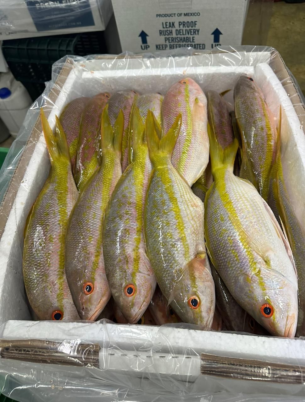 Box of silver-yellow fish on ice in a white styrofoam cooler