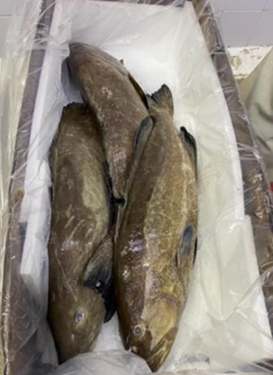 Three whole fish in a foam cooler lined with plastic wrap